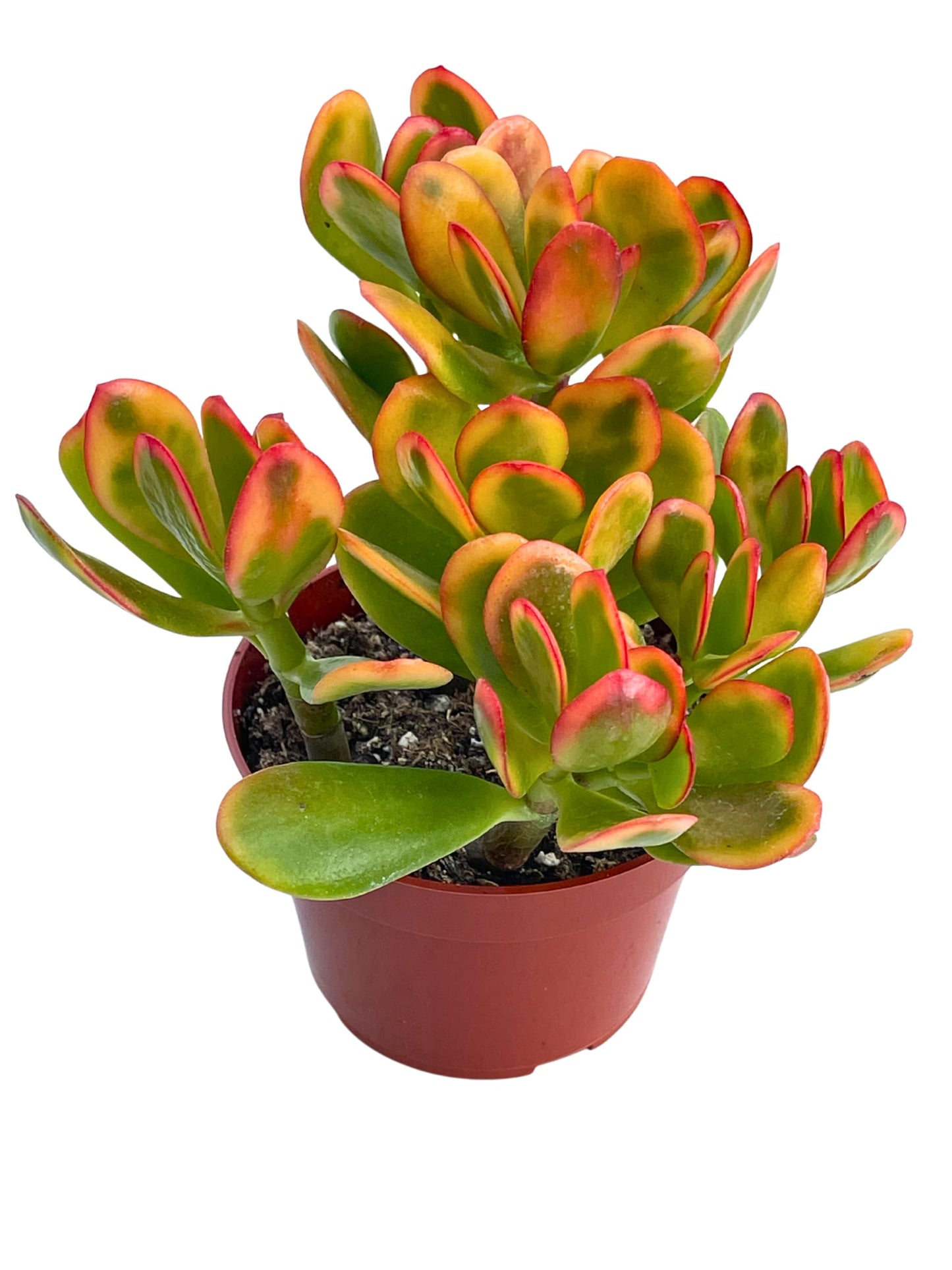 Live Succulent 4" Othonna Capensis Ruby Necklace, Succulents Plants Live, Succulent Plants Fully Rooted