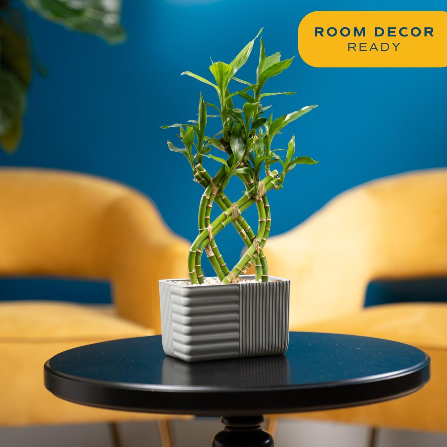 Costa Farms Lucky Bamboo Plant, Easy to Grow Live Houseplant in Indoor Bamboo Pot, Potting Mix, Grower's Choice 12-Inches Tall