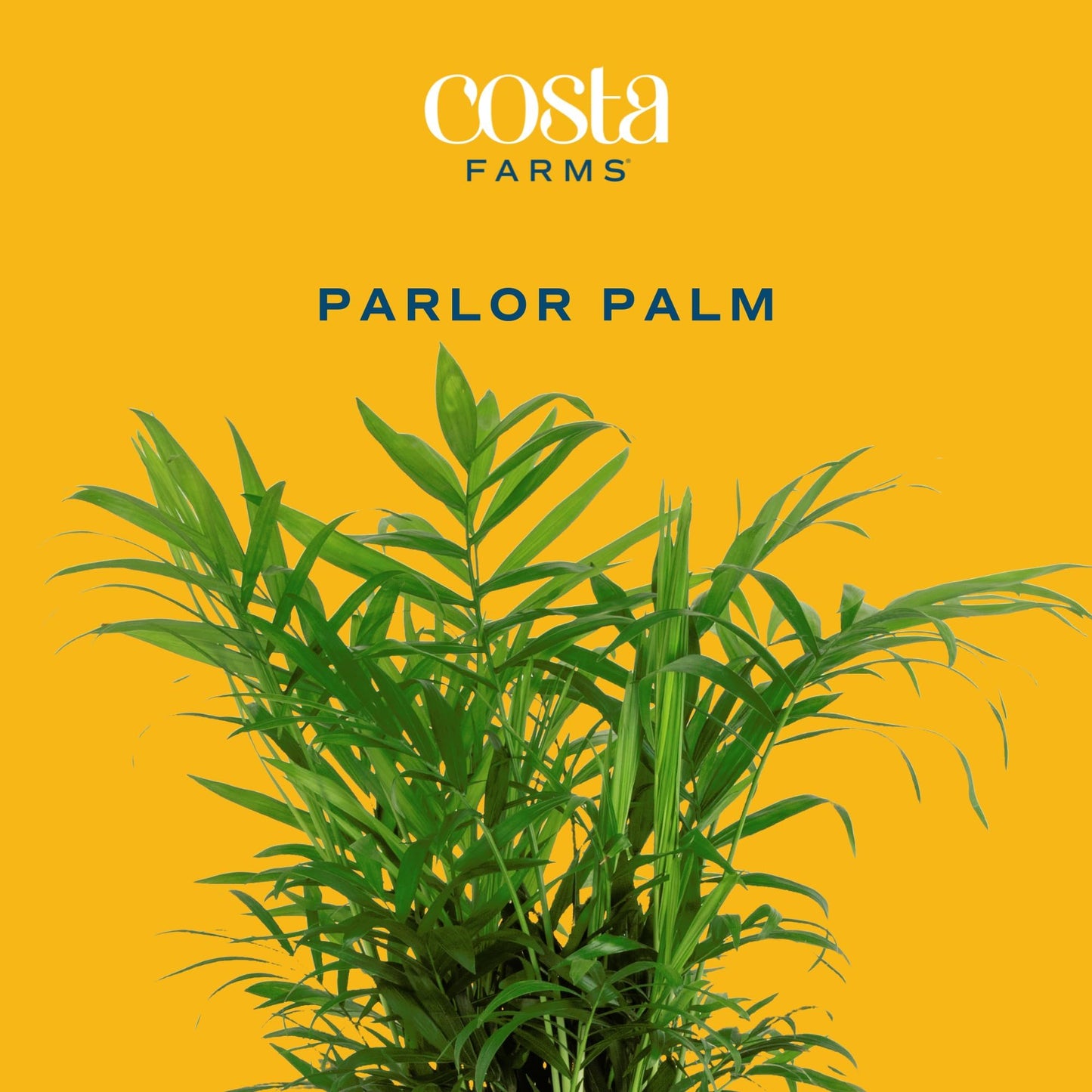 Costa Farms Cat Palm, Live Indoor Houseplant in Garden Plant Pot, Floor House Plant Potted in Potting Soil, Housewarming Gift for New Home, Living Room, Office, Patio Palm Tree Decor, 3-4 Feet Tall