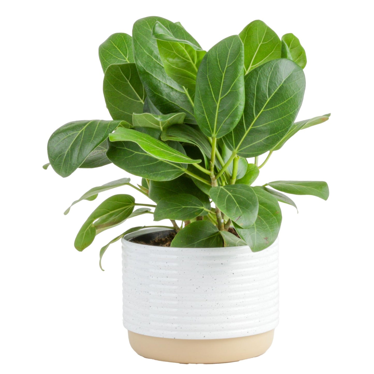 Costa Farms Little Fiddle Leaf Fig, Live Indoor Ficus Lyrata Plant in Indoors Garden Plant Pot, Houseplant in Potting Soil, Housewarming, Birthday Gift, Office, Home, and Room Decor, 1 Foot Tall