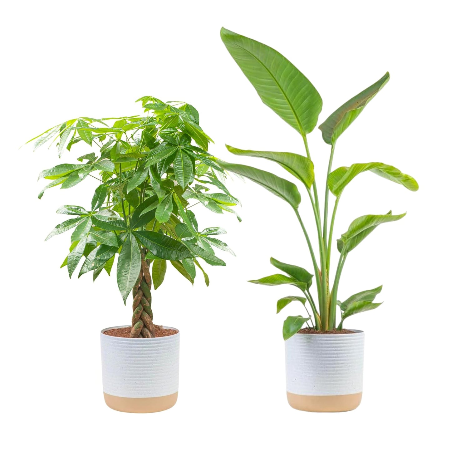 Costa Farms Money Tree Live Plant, Easy to Grow Houseplant Potted in Indoor Garden Pot, Pachira Bonsai in Potting Soil, Gift for Birthday, Housewarming, Thank You, Office and Home Decor, 3-4 Feet Tall