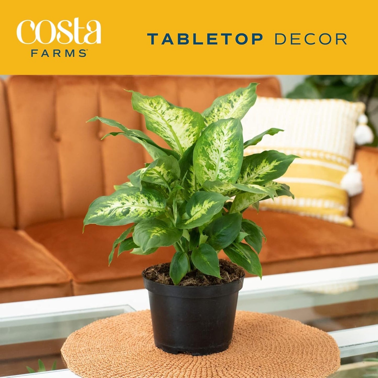 Costa Farms Dieffenbachia Live Plant Indoor, Easy Grow Light and Watering Houseplant, Potted in Indoors Garden Decor Plant Pot, Soil, Grower's Choice, Home and Office Plants Decor, 1 Foot Tall