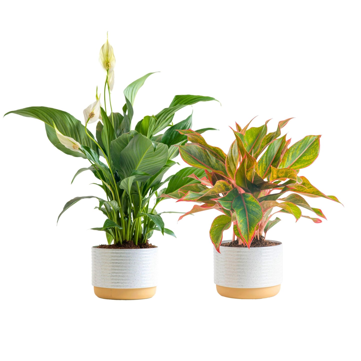Costa Farms Premium Live Indoor Peace Lily Spathiphyllum, Marble Ceramic Decorator Pot 15-Inches Tall, Shipped Fresh from Our Farm
