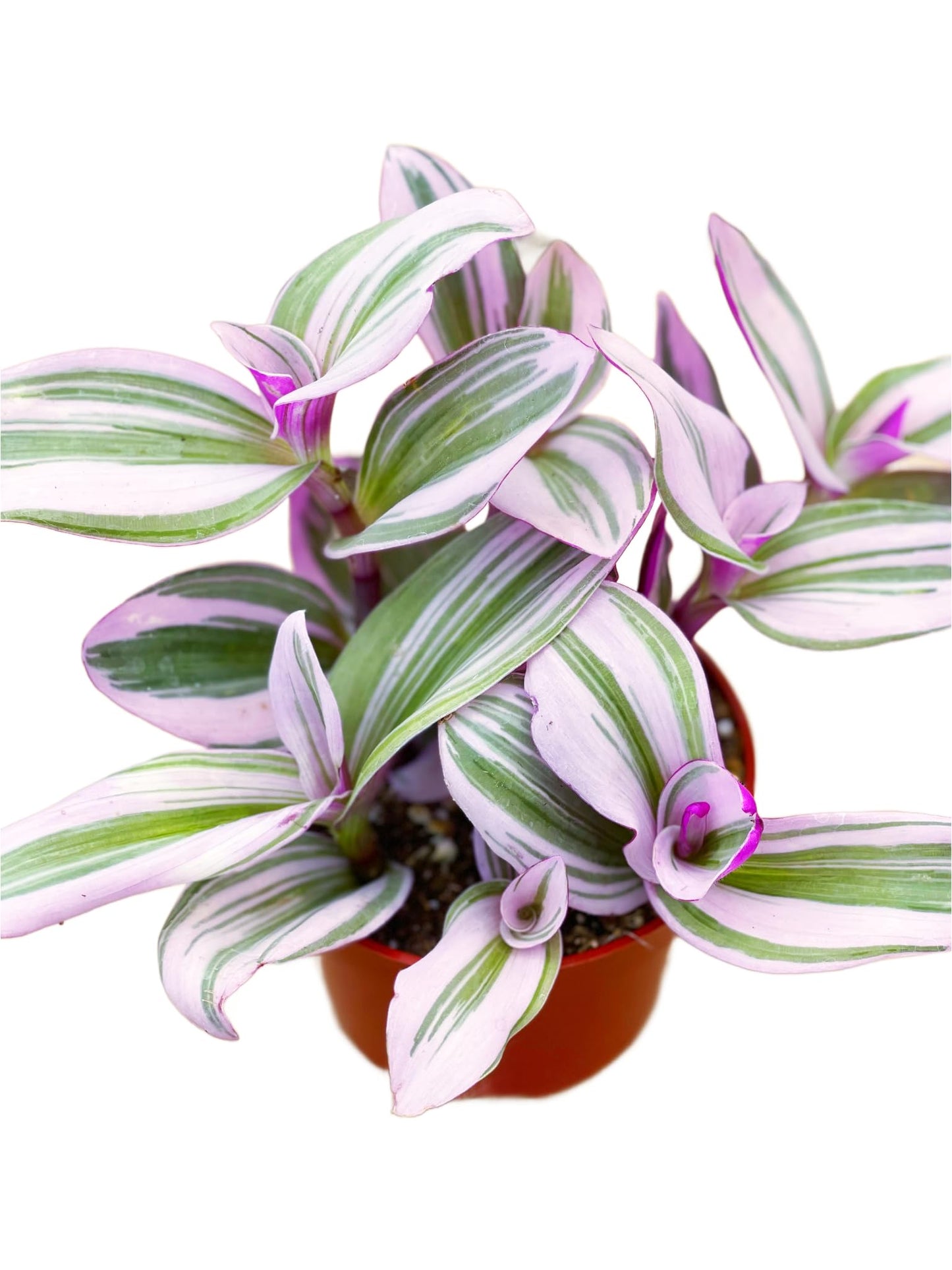 Live Succulent 4" Othonna Capensis Ruby Necklace, Succulents Plants Live, Succulent Plants Fully Rooted