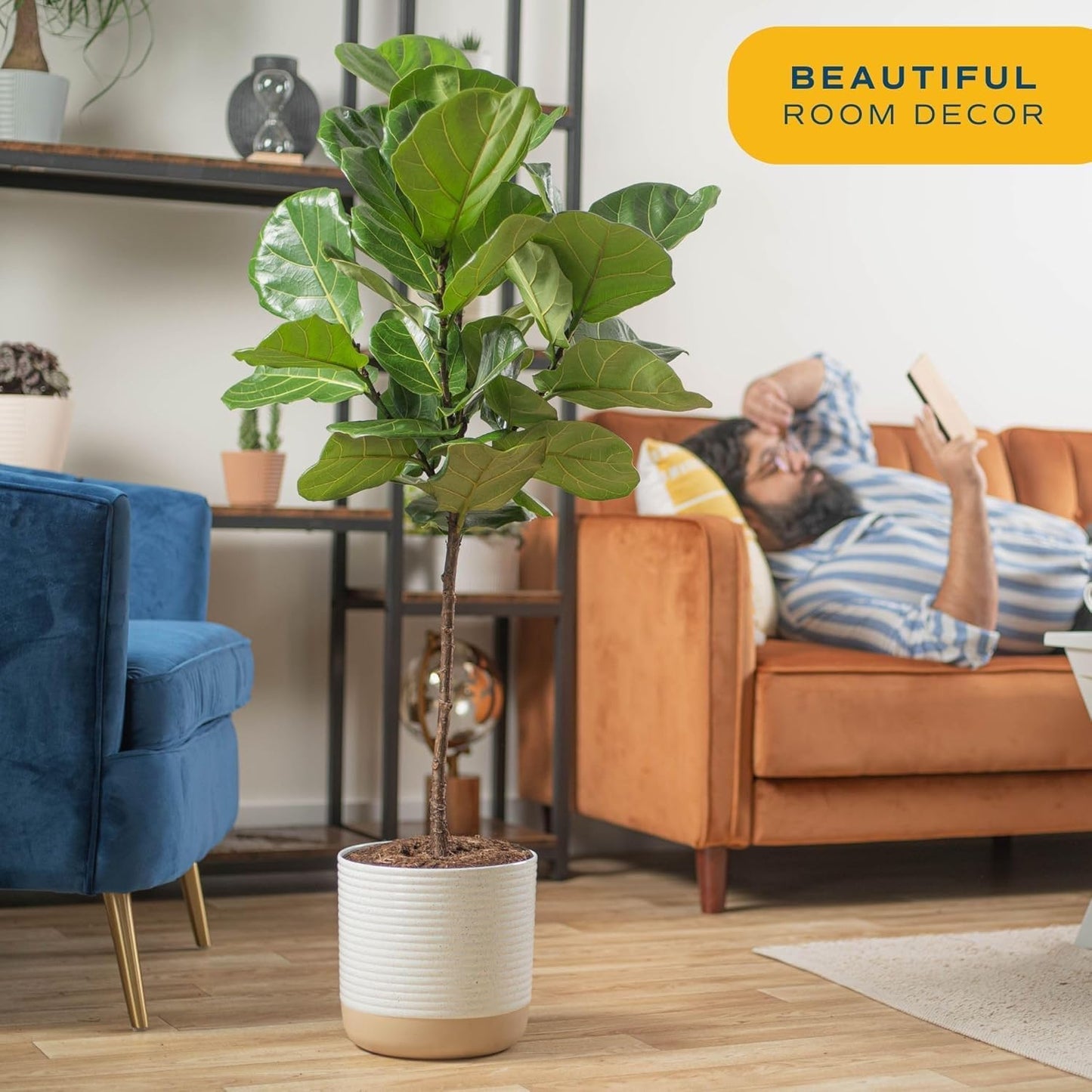 Costa Farms Fiddle Leaf Fig Tree, Ficus Lyrata Live Indoor Plant Potted in Indoor Garden Plant Pot, Potting Soil, Floor Houseplant 3-4 Feet Tall