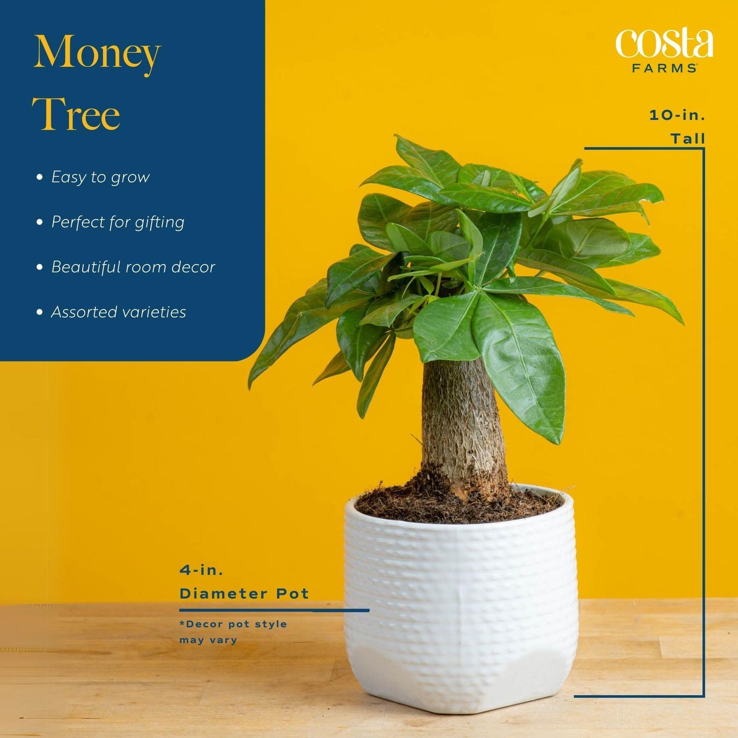 Costa Farms Money Tree Live Plant, Easy to Grow Houseplant Potted in Indoor Garden Pot, Pachira Bonsai in Potting Soil, Gift for Birthday, Housewarming, Thank You, Office and Home Decor, 3-4 Feet Tall