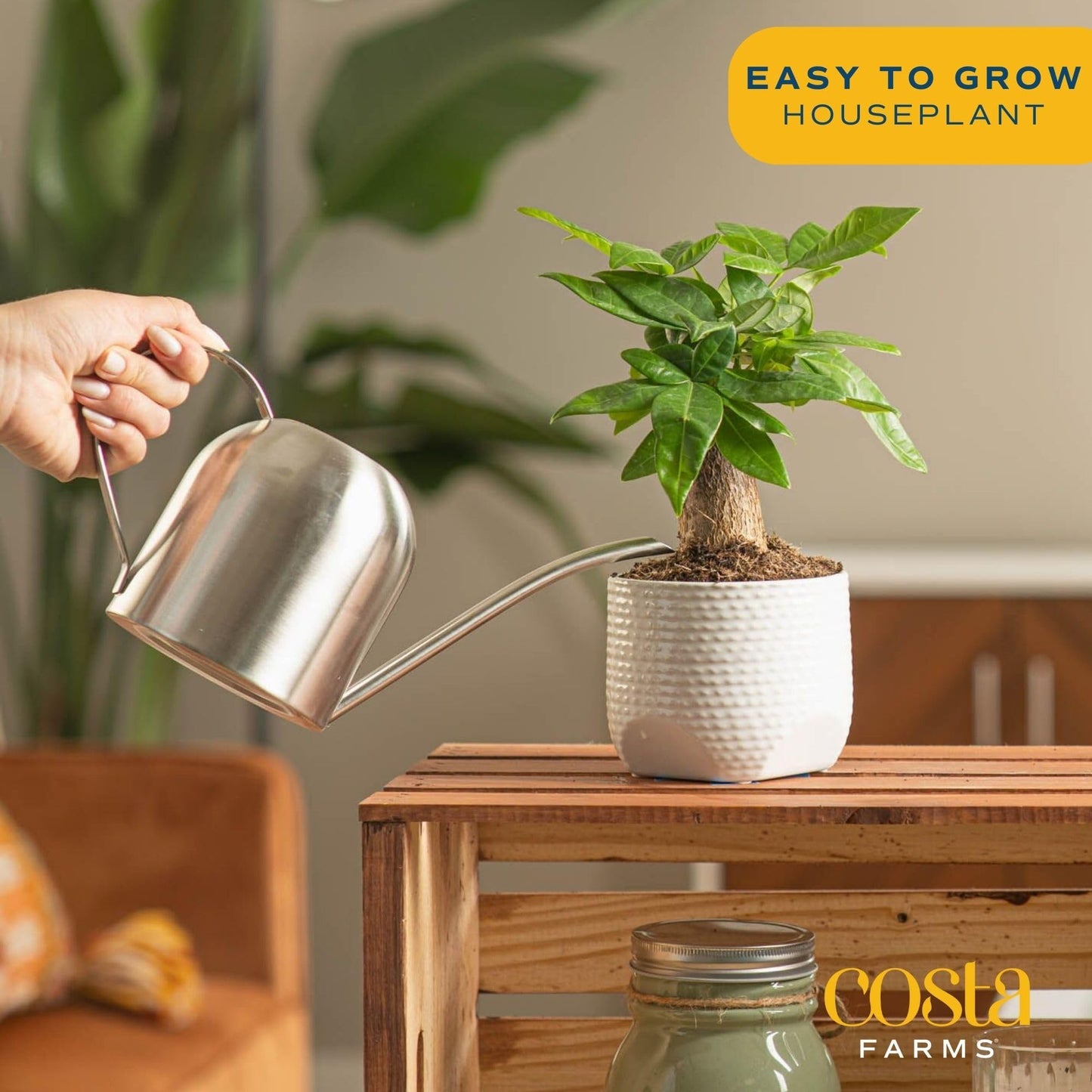 Costa Farms Money Tree Live Plant, Easy to Grow Houseplant Potted in Indoor Garden Pot, Pachira Bonsai in Potting Soil, Gift for Birthday, Housewarming, Thank You, Office and Home Decor, 3-4 Feet Tall