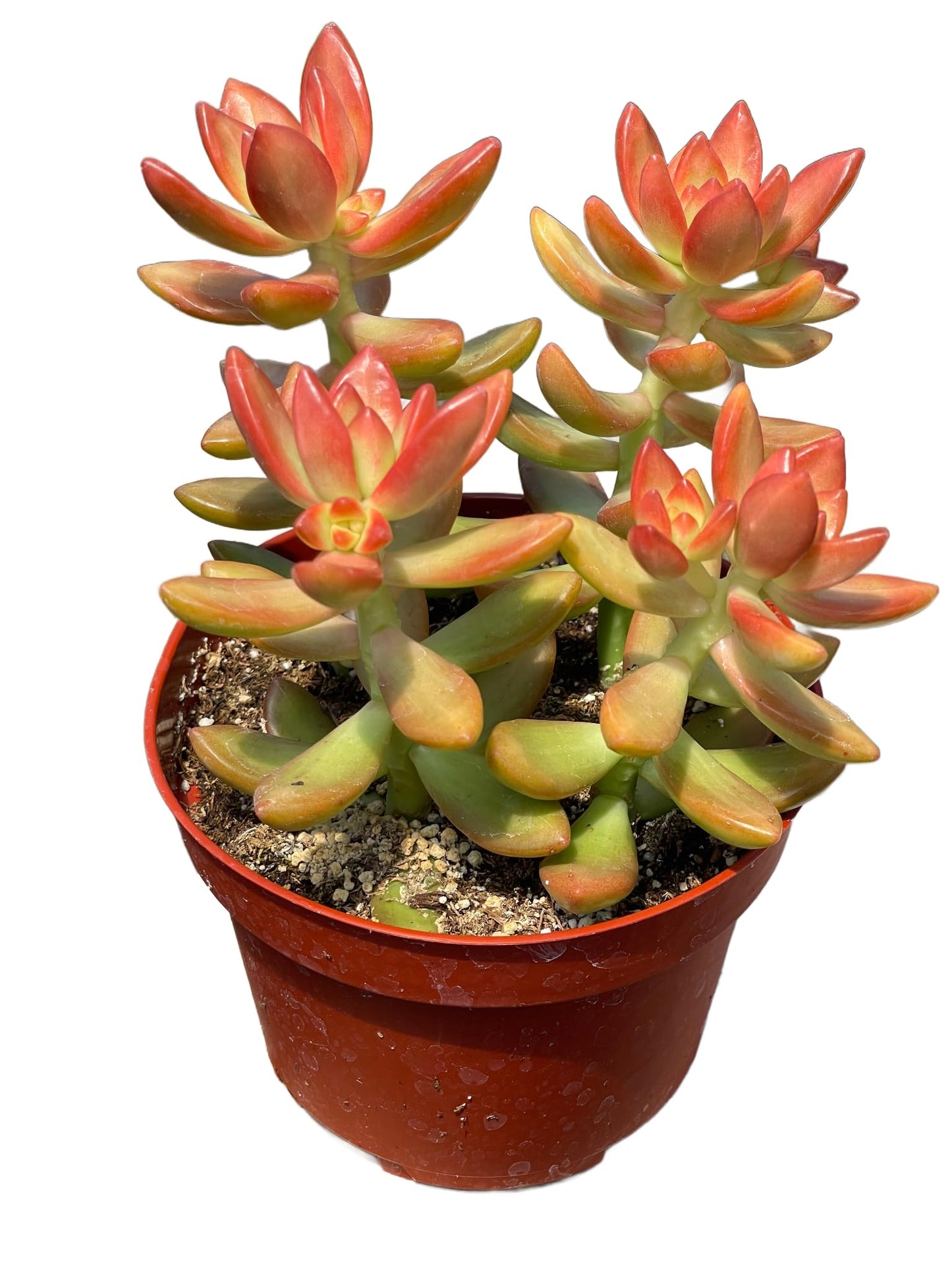 Live Succulent 4" Othonna Capensis Ruby Necklace, Succulents Plants Live, Succulent Plants Fully Rooted