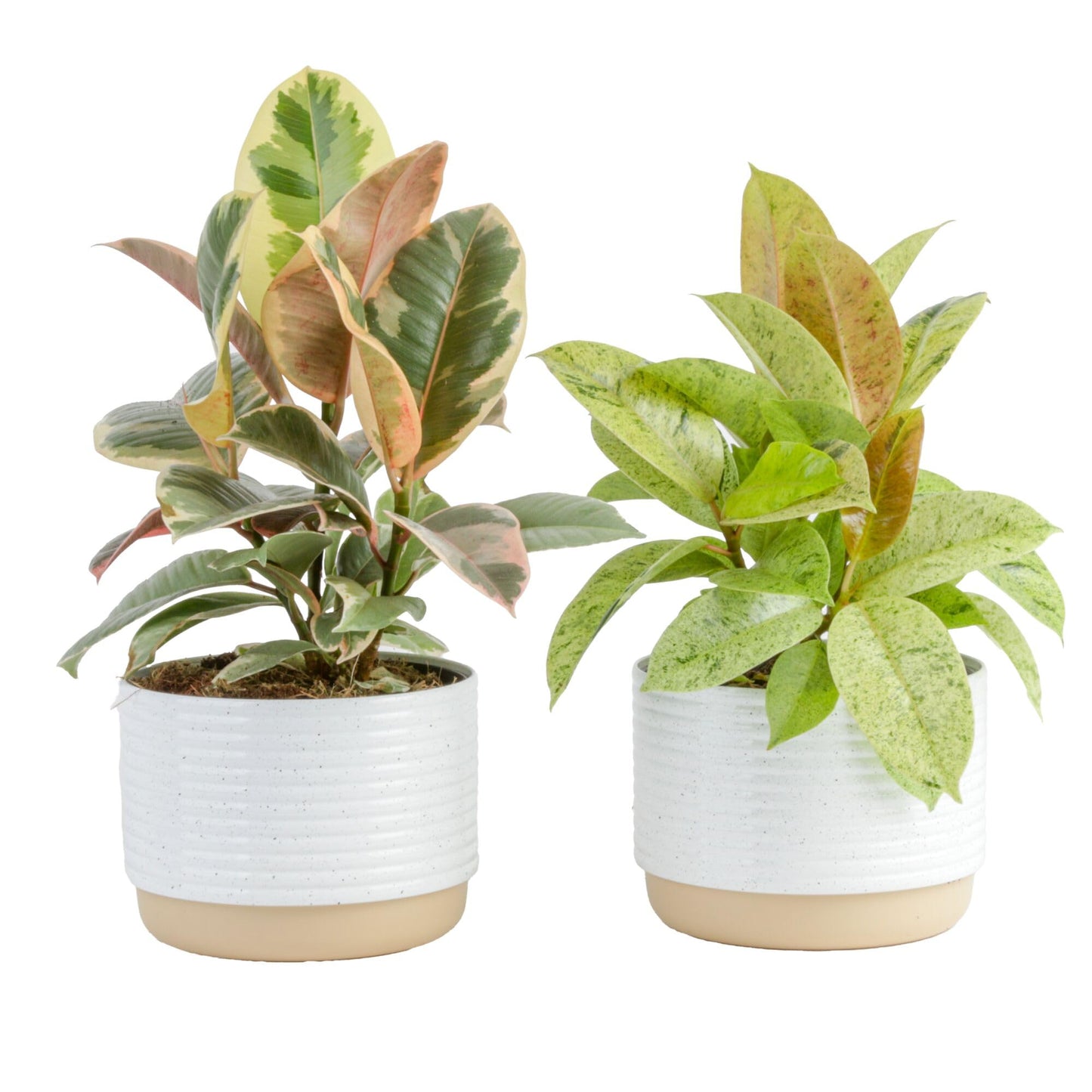 Costa Farms Little Fiddle Leaf Fig, Live Indoor Ficus Lyrata Plant in Indoors Garden Plant Pot, Houseplant in Potting Soil, Housewarming, Birthday Gift, Office, Home, and Room Decor, 1 Foot Tall