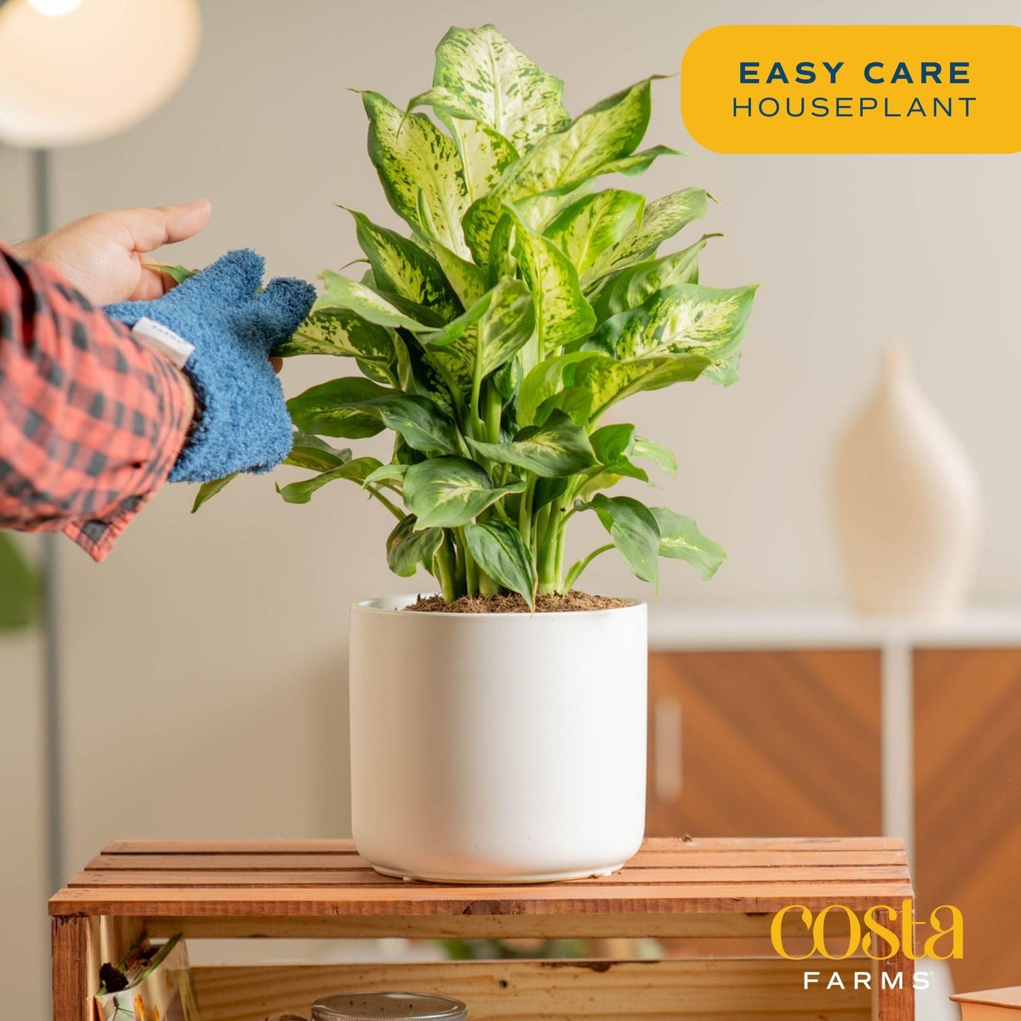 Costa Farms Dieffenbachia Live Plant Indoor, Easy Grow Light and Watering Houseplant, Potted in Indoors Garden Decor Plant Pot, Soil, Grower's Choice, Home and Office Plants Decor, 1 Foot Tall