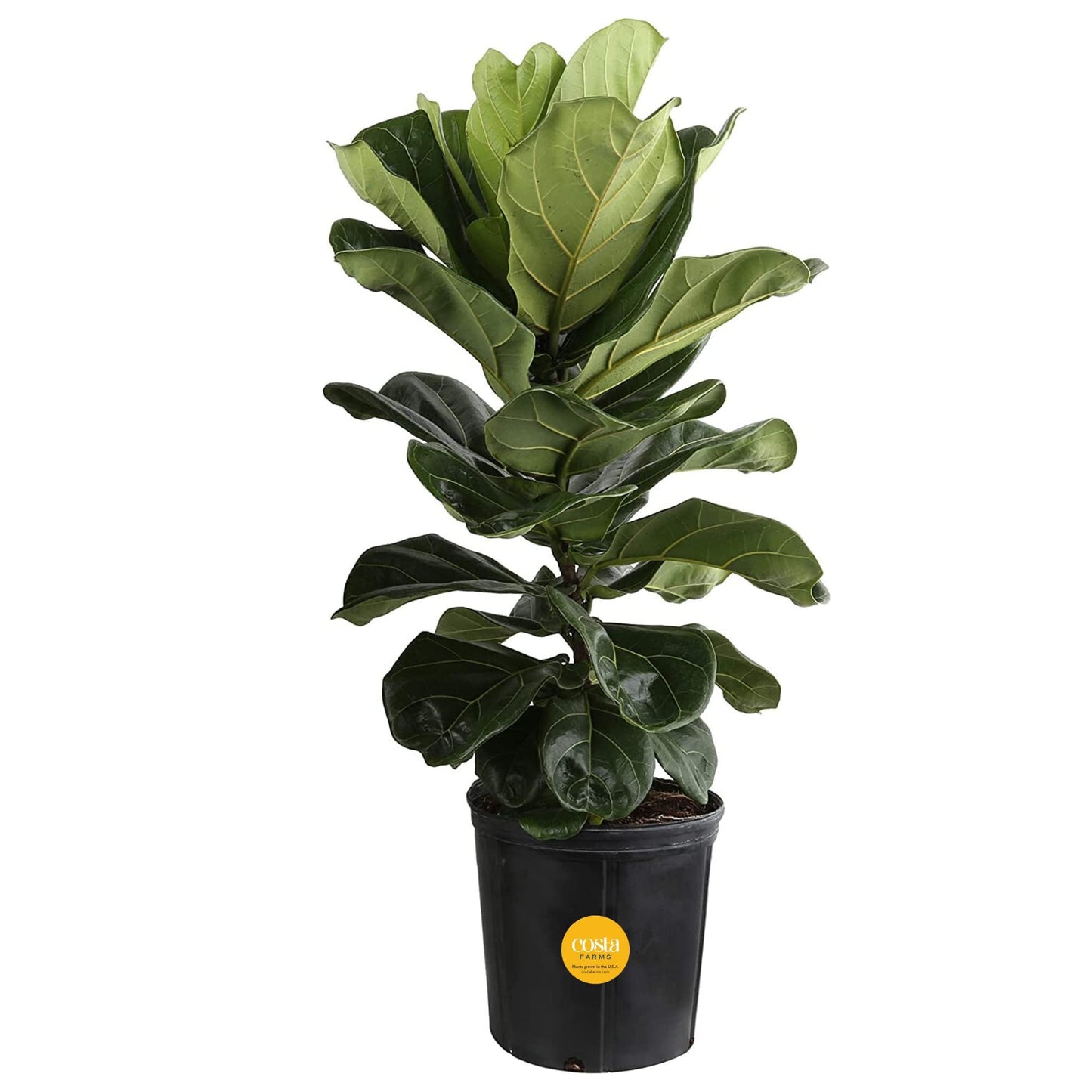 Costa Farms Little Fiddle Leaf Fig, Live Indoor Ficus Lyrata Plant in Indoors Garden Plant Pot, Houseplant in Potting Soil, Housewarming, Birthday Gift, Office, Home, and Room Decor, 1 Foot Tall