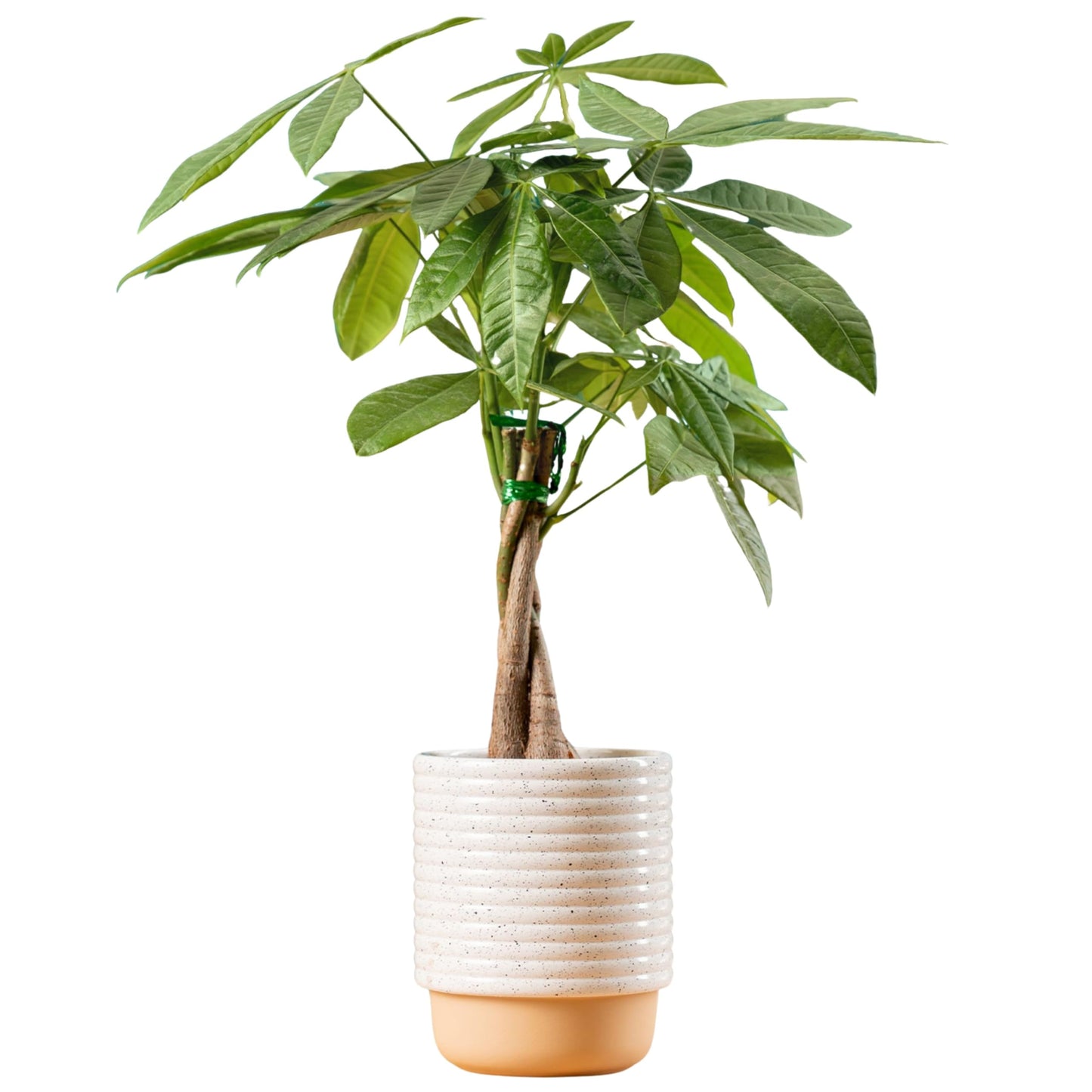 Costa Farms Money Tree Live Plant, Easy to Grow Houseplant Potted in Indoor Garden Pot, Pachira Bonsai in Potting Soil, Gift for Birthday, Housewarming, Thank You, Office and Home Decor, 3-4 Feet Tall