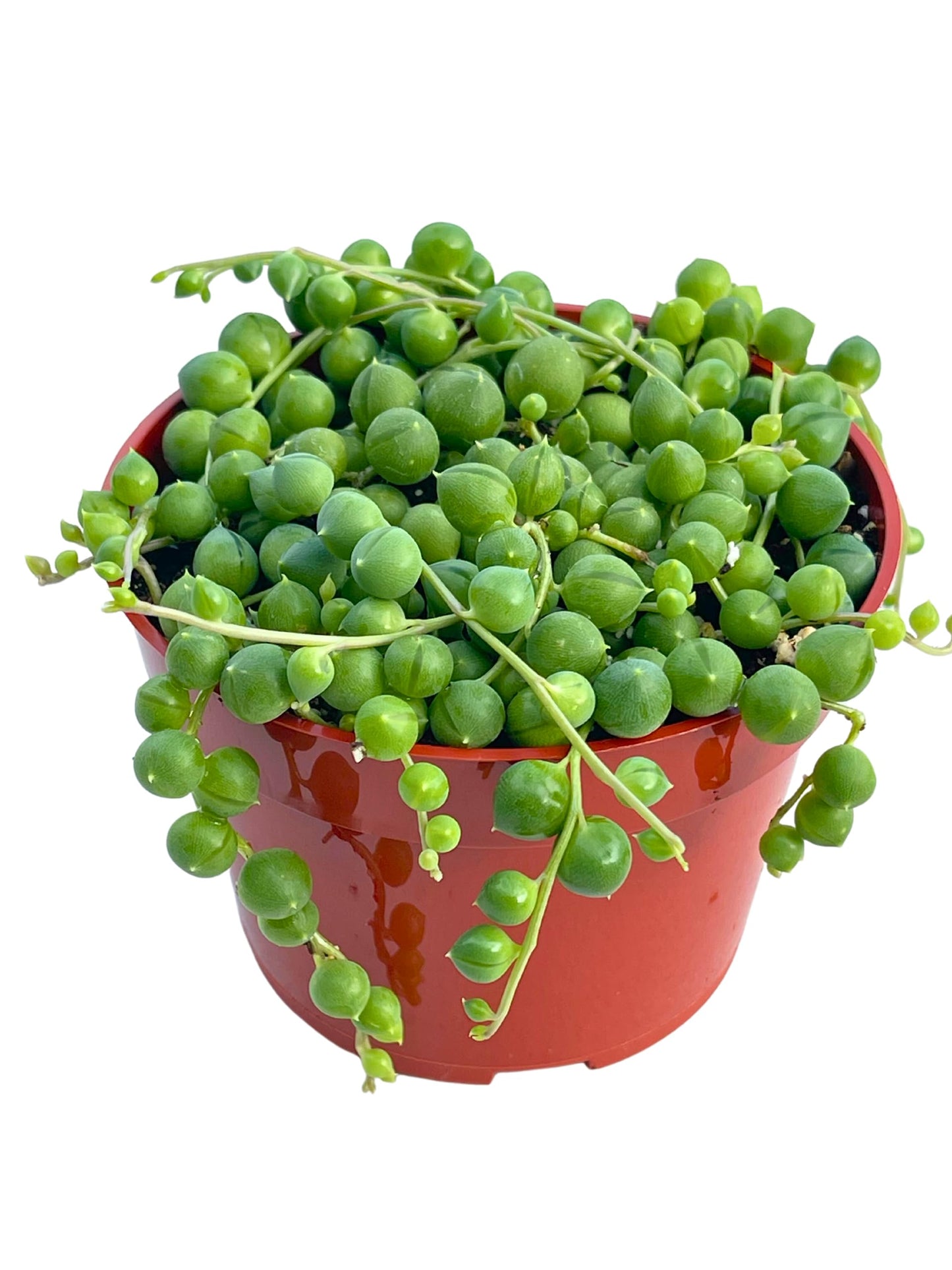 Live Succulent 4" Othonna Capensis Ruby Necklace, Succulents Plants Live, Succulent Plants Fully Rooted