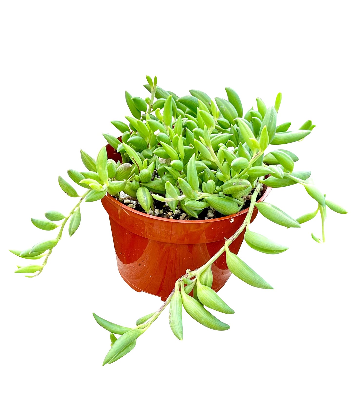 Live Succulent 4" Othonna Capensis Ruby Necklace, Succulents Plants Live, Succulent Plants Fully Rooted