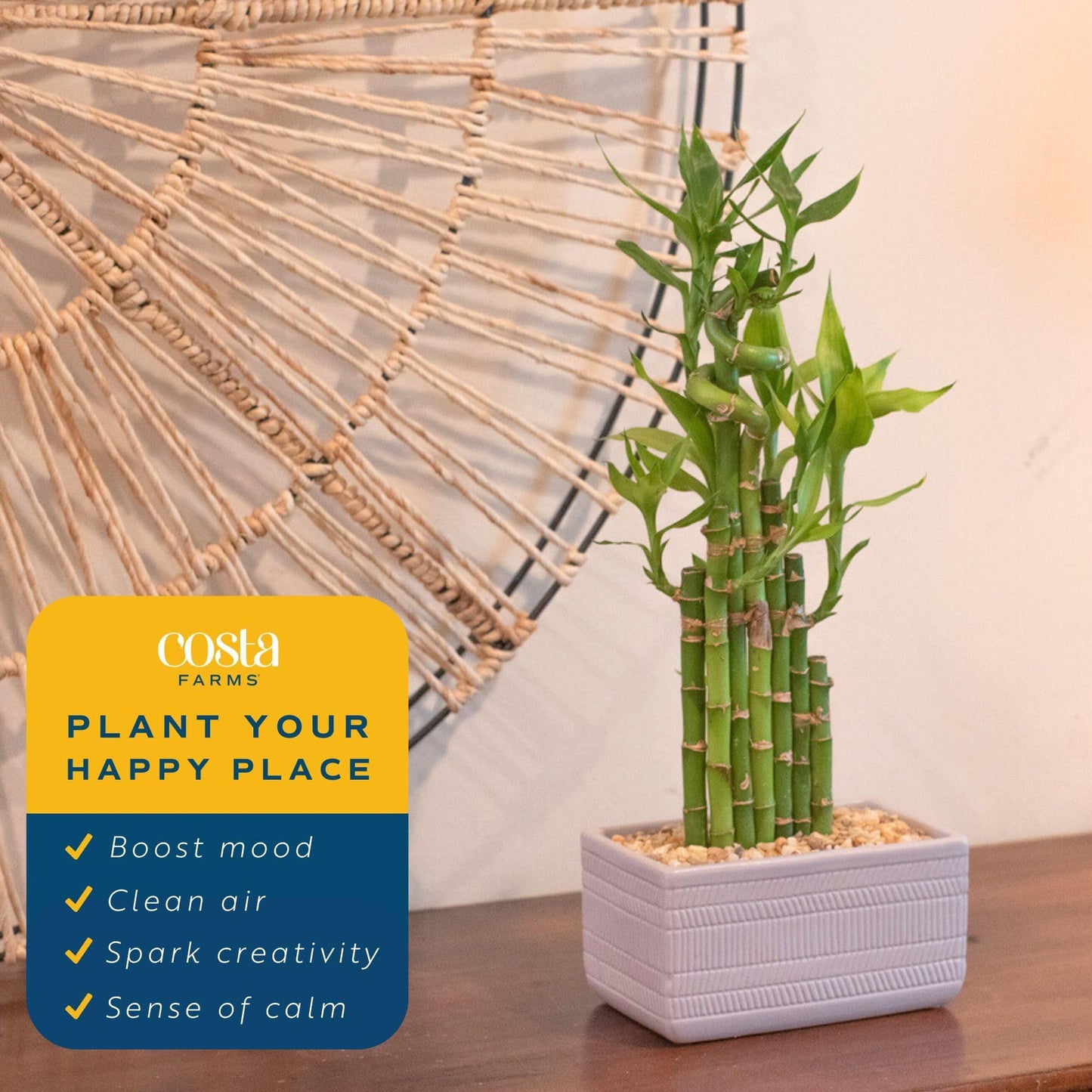 Costa Farms Lucky Bamboo Plant, Easy to Grow Live Houseplant in Indoor Bamboo Pot, Potting Mix, Grower's Choice 12-Inches Tall