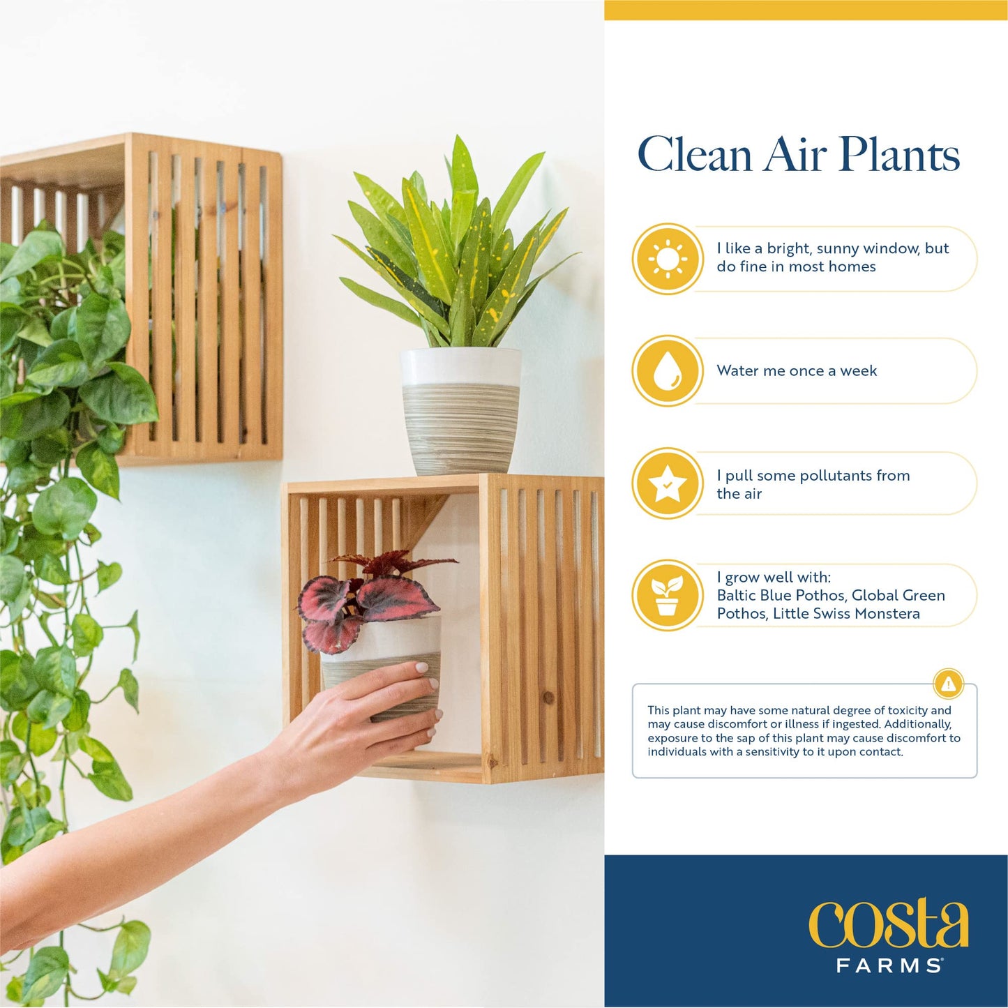 Costa Farms Live Plants (3 Pack), Easy to Grow Real Indoor Houseplants, Air Purifying Plants