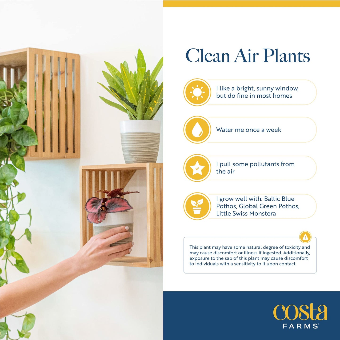 Costa Farms Live Plants (3 Pack), Easy to Grow Real Indoor Houseplants, Air Purifying Plants