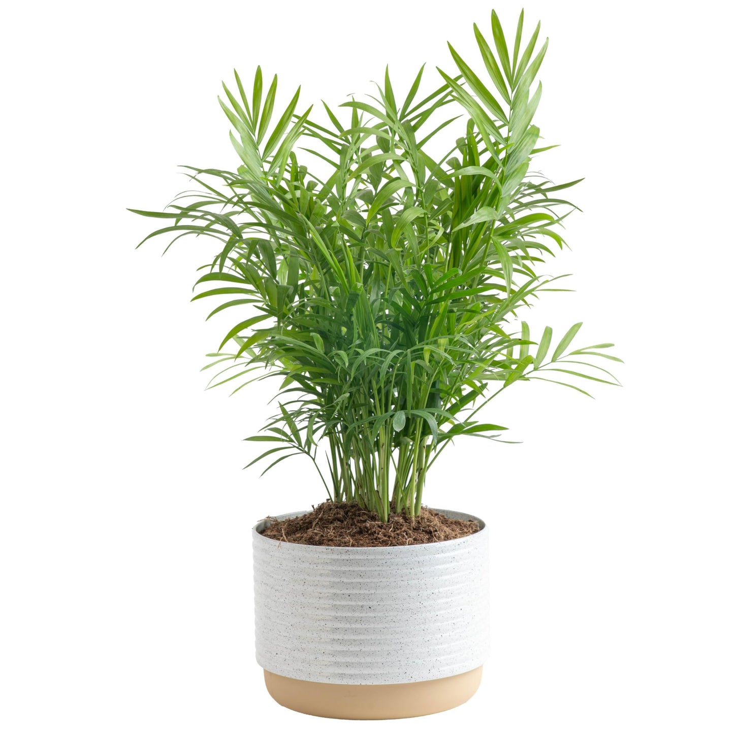 Costa Farms Cat Palm, Live Indoor Houseplant in Garden Plant Pot, Floor House Plant Potted in Potting Soil, Housewarming Gift for New Home, Living Room, Office, Patio Palm Tree Decor, 3-4 Feet Tall