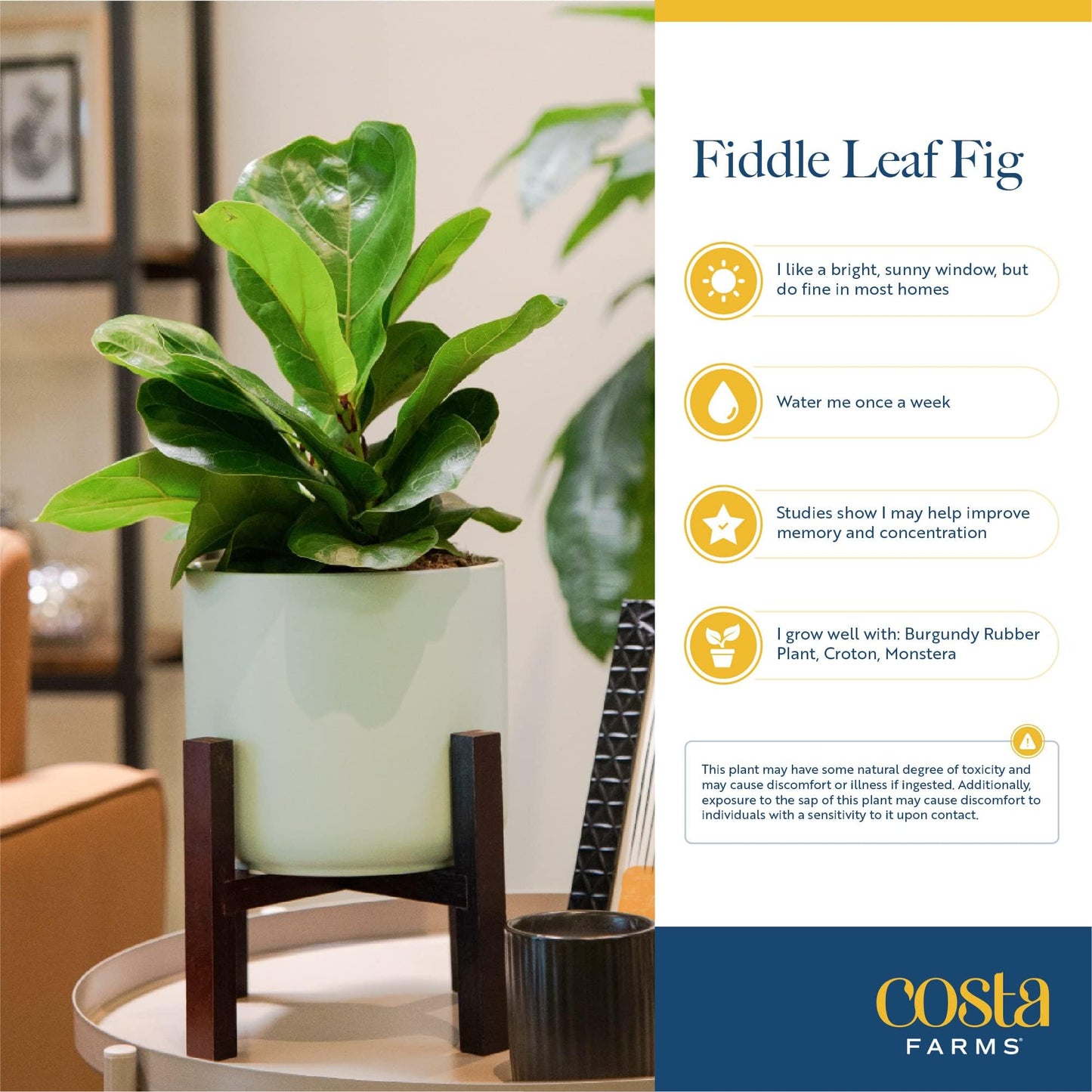 Costa Farms Little Fiddle Leaf Fig, Live Indoor Ficus Lyrata Plant in Indoors Garden Plant Pot, Houseplant in Potting Soil, Housewarming, Birthday Gift, Office, Home, and Room Decor, 1 Foot Tall
