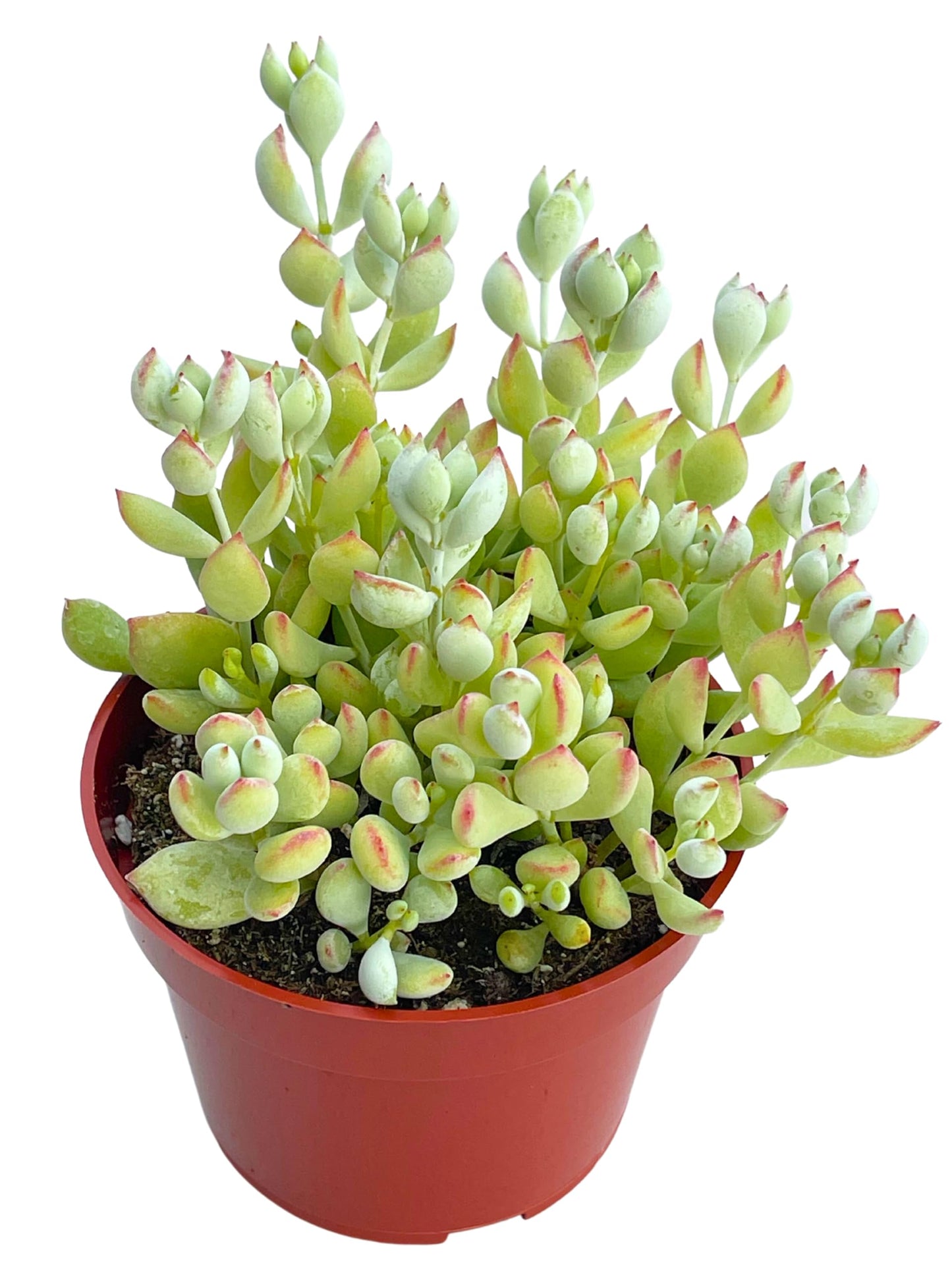 Live Succulent 4" Othonna Capensis Ruby Necklace, Succulents Plants Live, Succulent Plants Fully Rooted