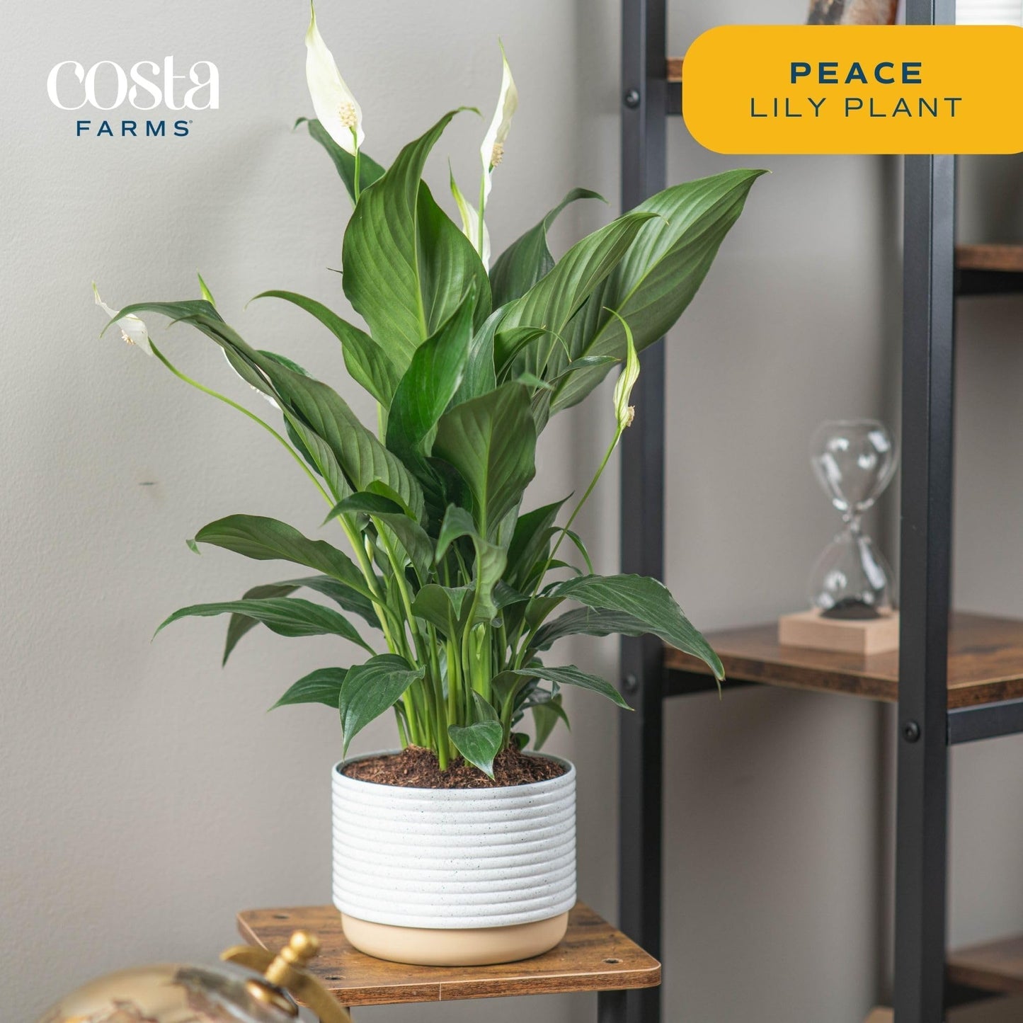 Costa Farms Premium Live Indoor Peace Lily Spathiphyllum, Marble Ceramic Decorator Pot 15-Inches Tall, Shipped Fresh from Our Farm