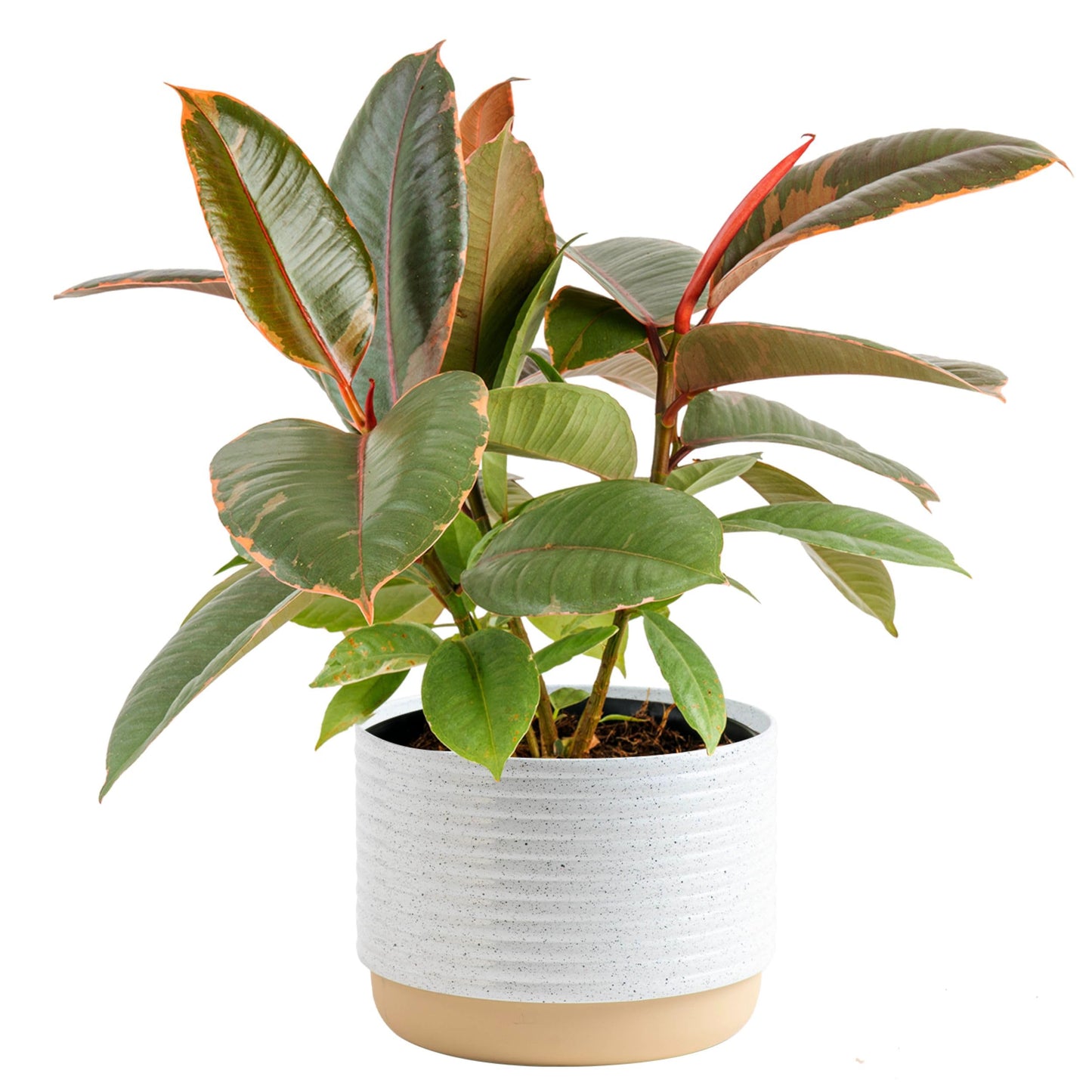 Costa Farms Little Fiddle Leaf Fig, Live Indoor Ficus Lyrata Plant in Indoors Garden Plant Pot, Houseplant in Potting Soil, Housewarming, Birthday Gift, Office, Home, and Room Decor, 1 Foot Tall