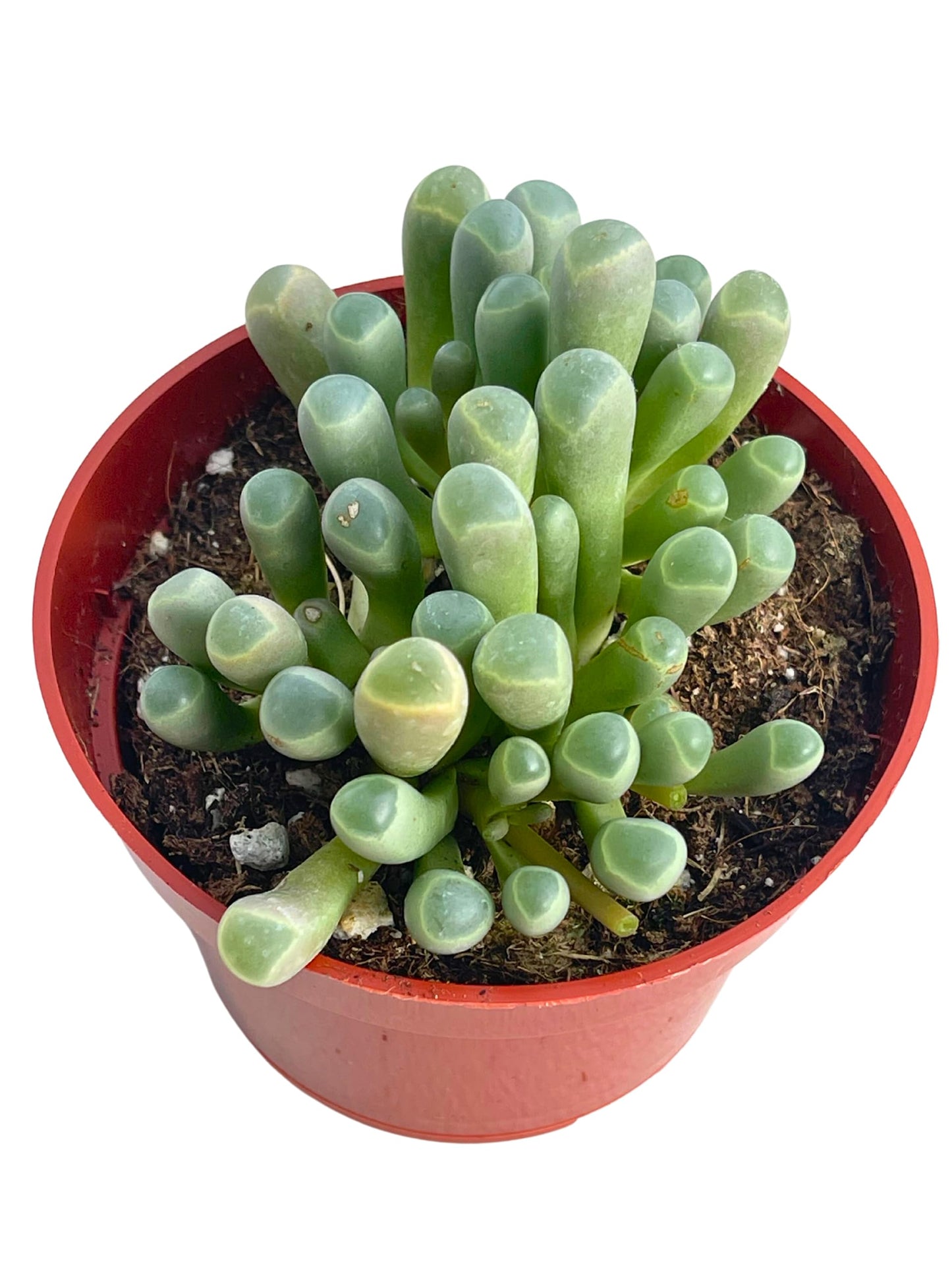 Live Succulent 4" Othonna Capensis Ruby Necklace, Succulents Plants Live, Succulent Plants Fully Rooted