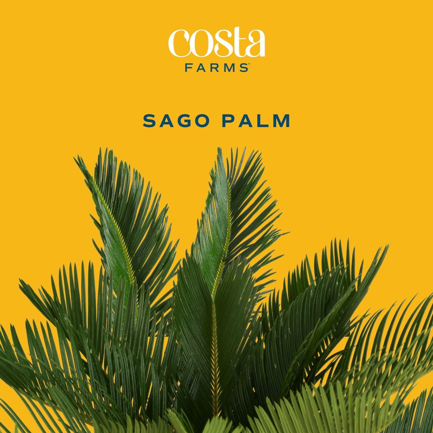 Costa Farms Cat Palm, Live Indoor Houseplant in Garden Plant Pot, Floor House Plant Potted in Potting Soil, Housewarming Gift for New Home, Living Room, Office, Patio Palm Tree Decor, 3-4 Feet Tall