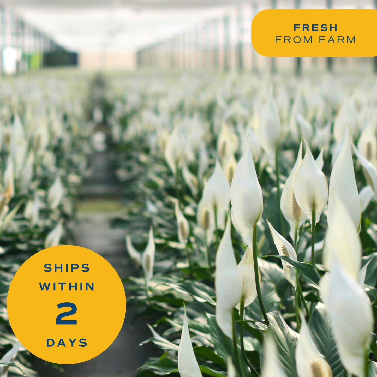 Costa Farms Premium Live Indoor Peace Lily Spathiphyllum, Marble Ceramic Decorator Pot 15-Inches Tall, Shipped Fresh from Our Farm