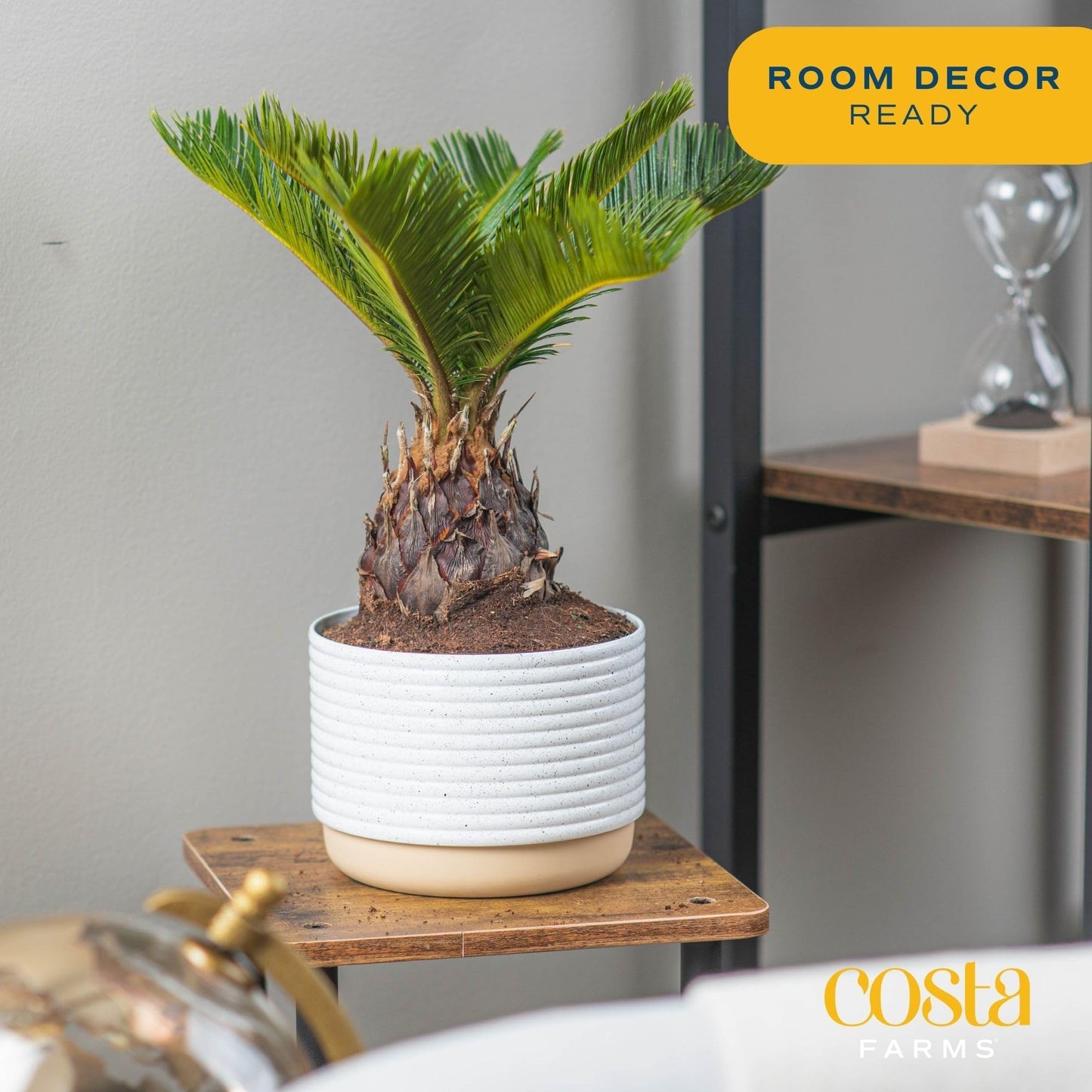 Costa Farms Cat Palm, Live Indoor Houseplant in Garden Plant Pot, Floor House Plant Potted in Potting Soil, Housewarming Gift for New Home, Living Room, Office, Patio Palm Tree Decor, 3-4 Feet Tall