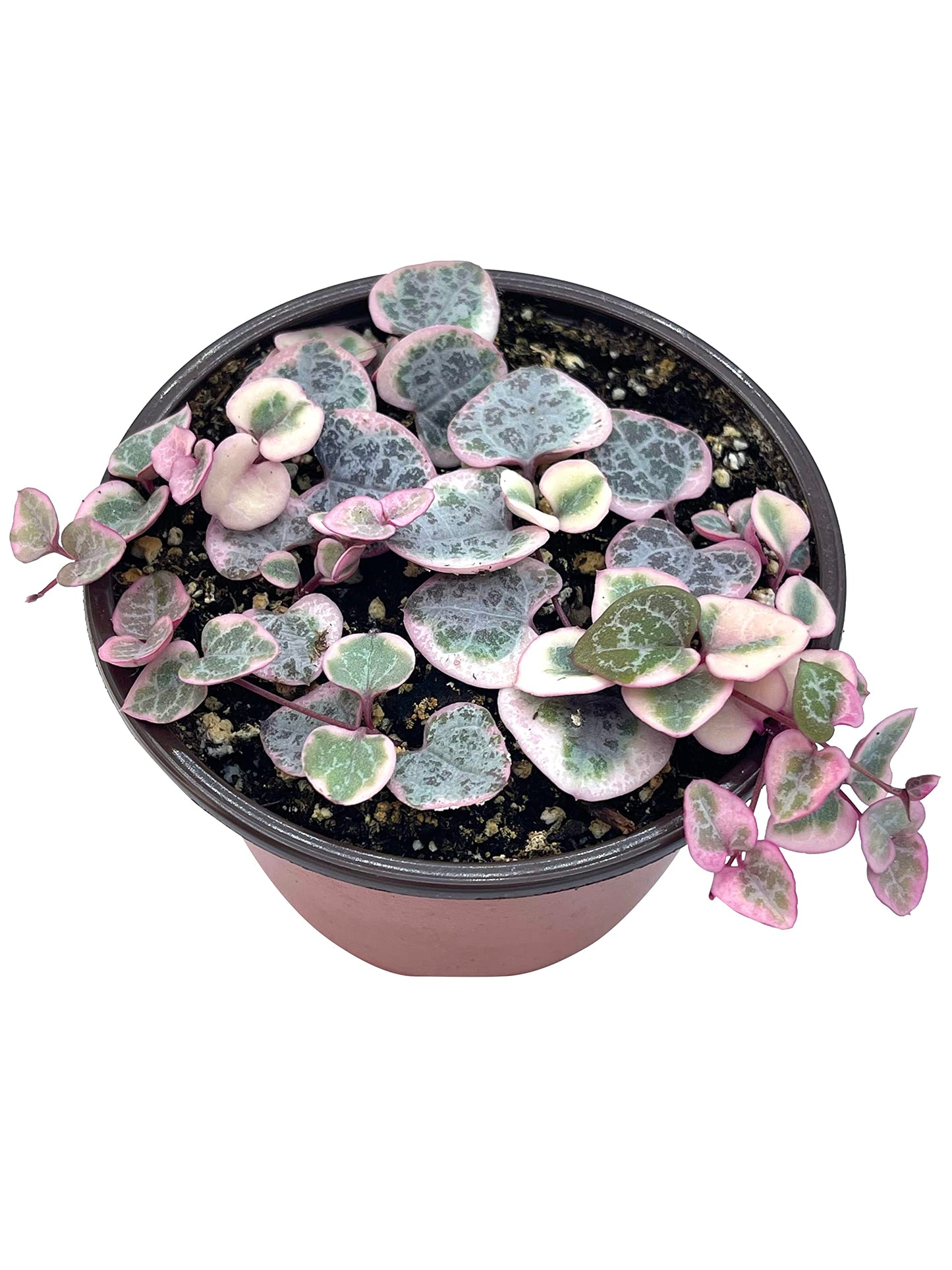 Live Succulent 4" Othonna Capensis Ruby Necklace, Succulents Plants Live, Succulent Plants Fully Rooted