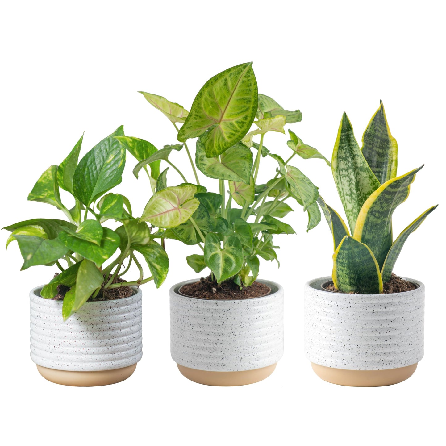 Costa Farms Live Plants (3 Pack), Easy to Grow Real Indoor Houseplants, Air Purifying Plants