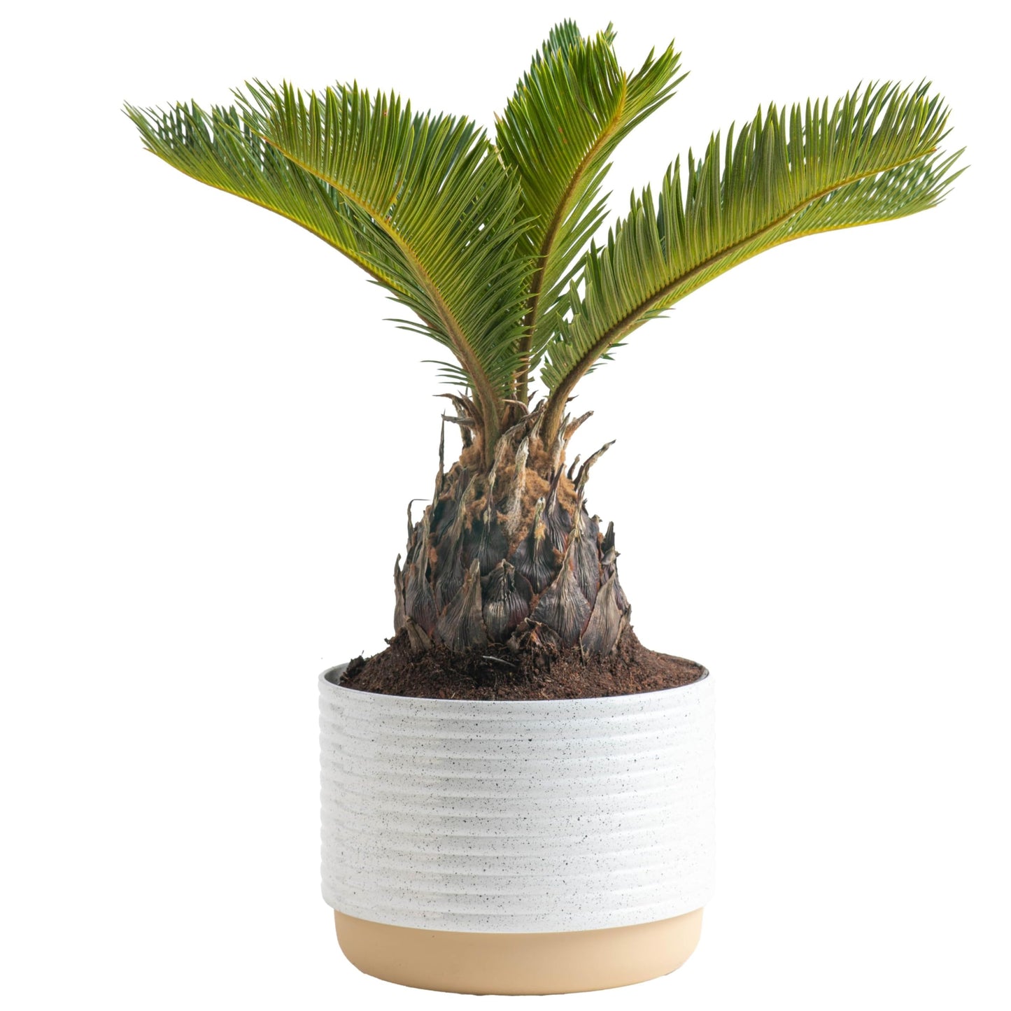 Costa Farms Cat Palm, Live Indoor Houseplant in Garden Plant Pot, Floor House Plant Potted in Potting Soil, Housewarming Gift for New Home, Living Room, Office, Patio Palm Tree Decor, 3-4 Feet Tall