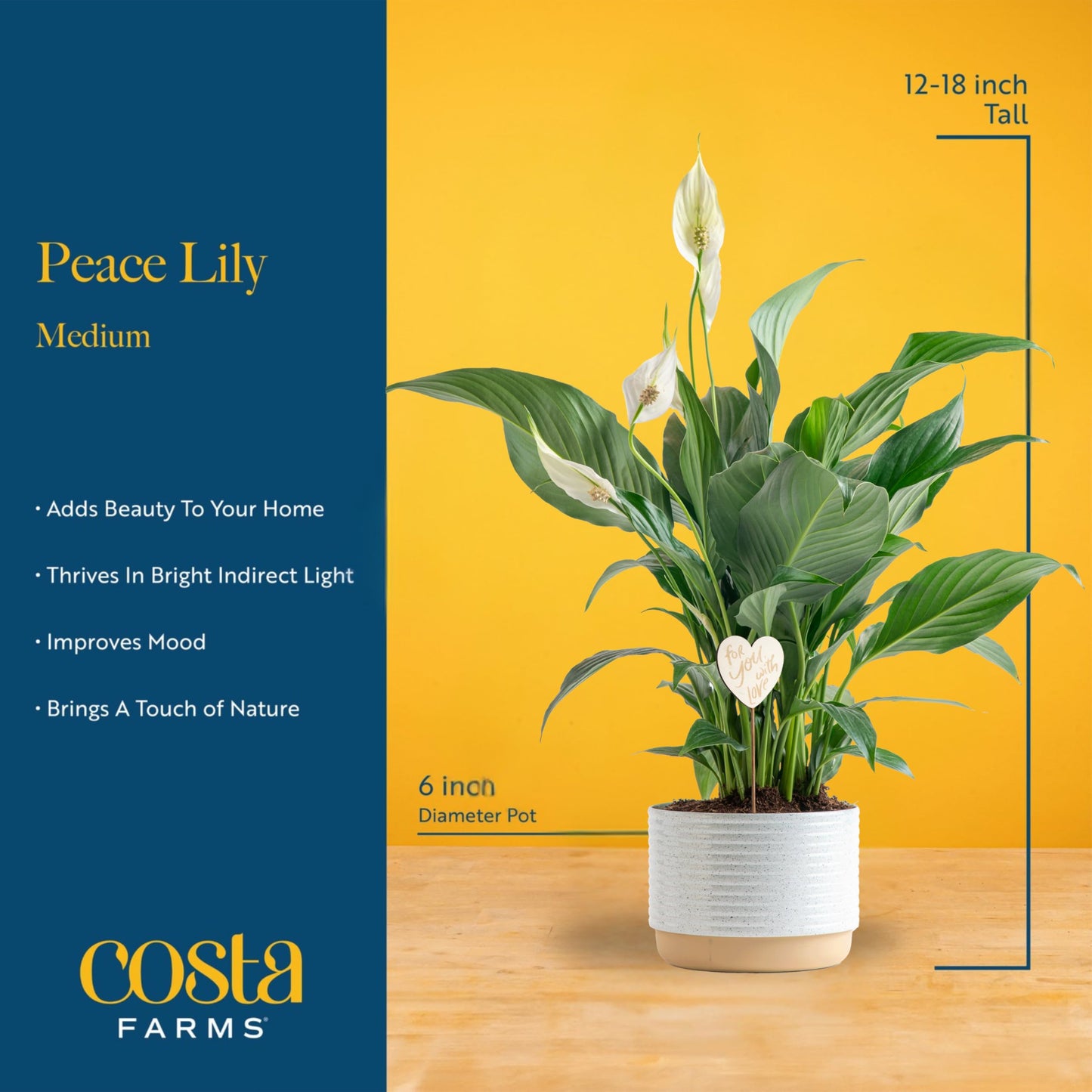 Costa Farms Premium Live Indoor Peace Lily Spathiphyllum, Marble Ceramic Decorator Pot 15-Inches Tall, Shipped Fresh from Our Farm