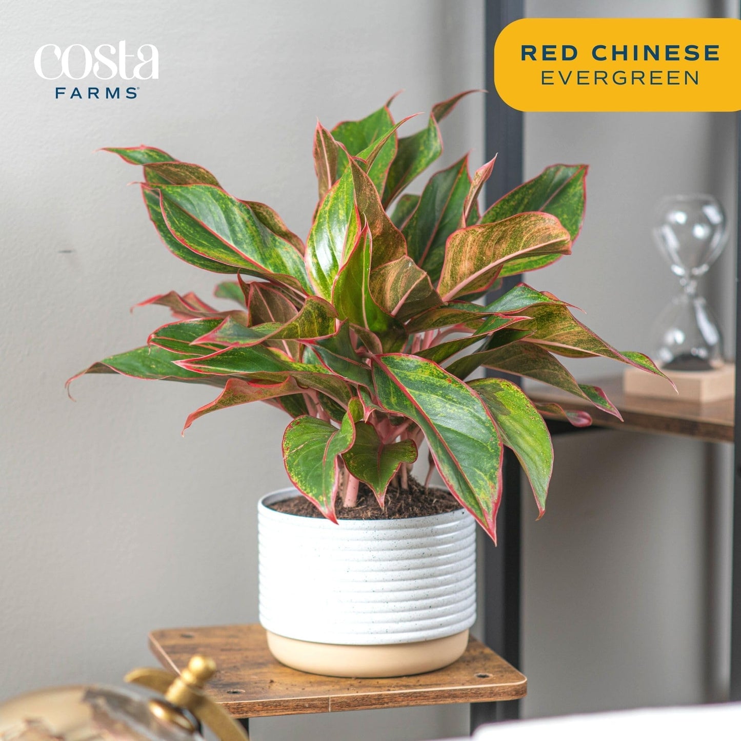 Costa Farms Premium Live Indoor Peace Lily Spathiphyllum, Marble Ceramic Decorator Pot 15-Inches Tall, Shipped Fresh from Our Farm