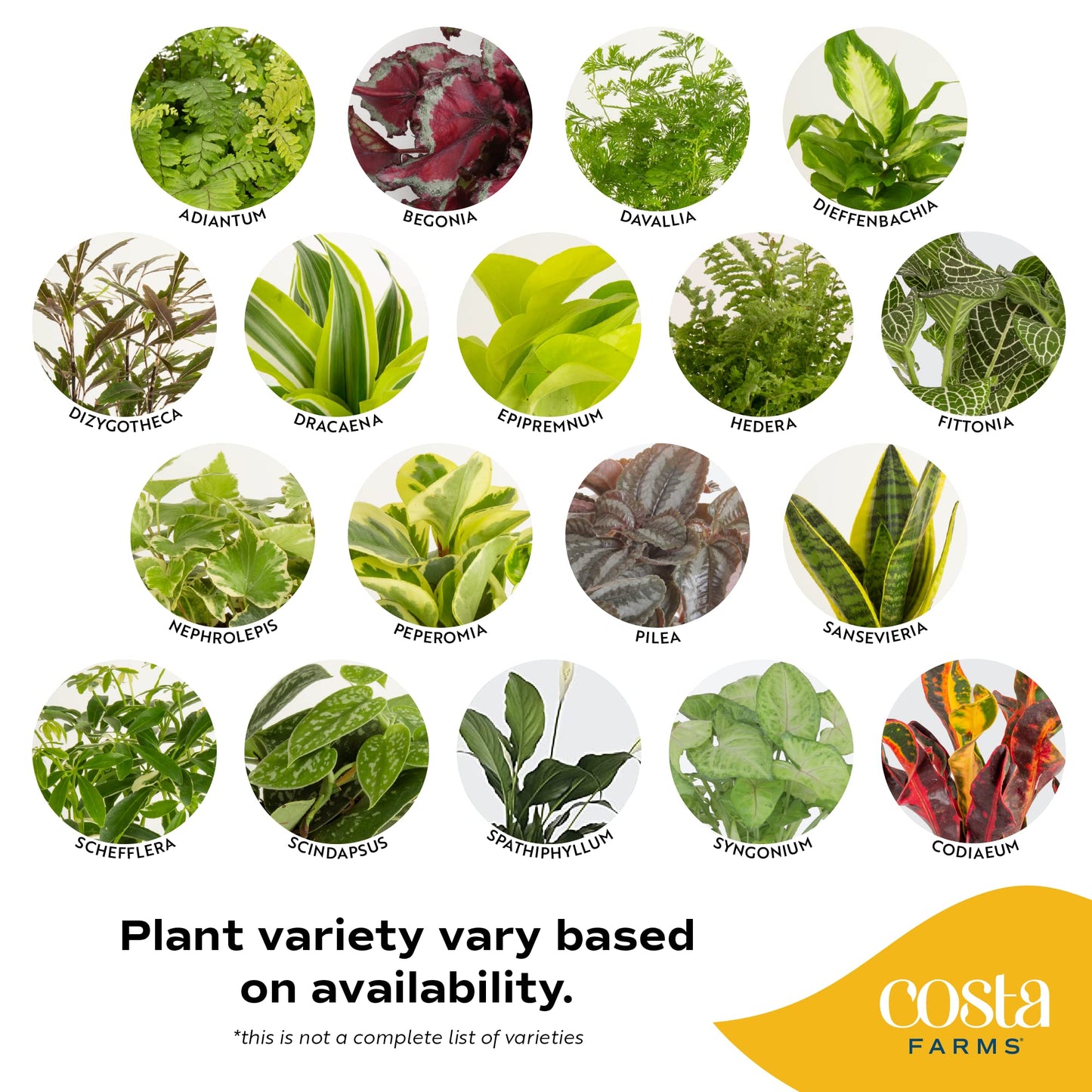Costa Farms Live Plants (3 Pack), Easy to Grow Real Indoor Houseplants, Air Purifying Plants