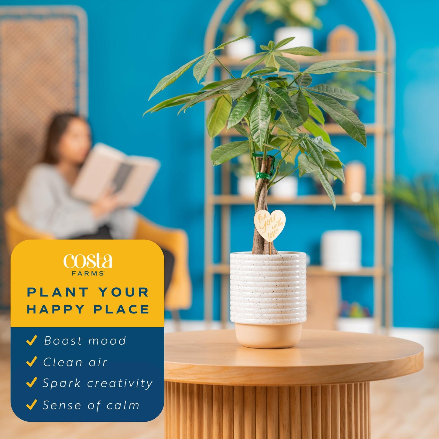 Costa Farms Money Tree Live Plant, Easy to Grow Houseplant Potted in Indoor Garden Pot, Pachira Bonsai in Potting Soil, Gift for Birthday, Housewarming, Thank You, Office and Home Decor, 3-4 Feet Tall