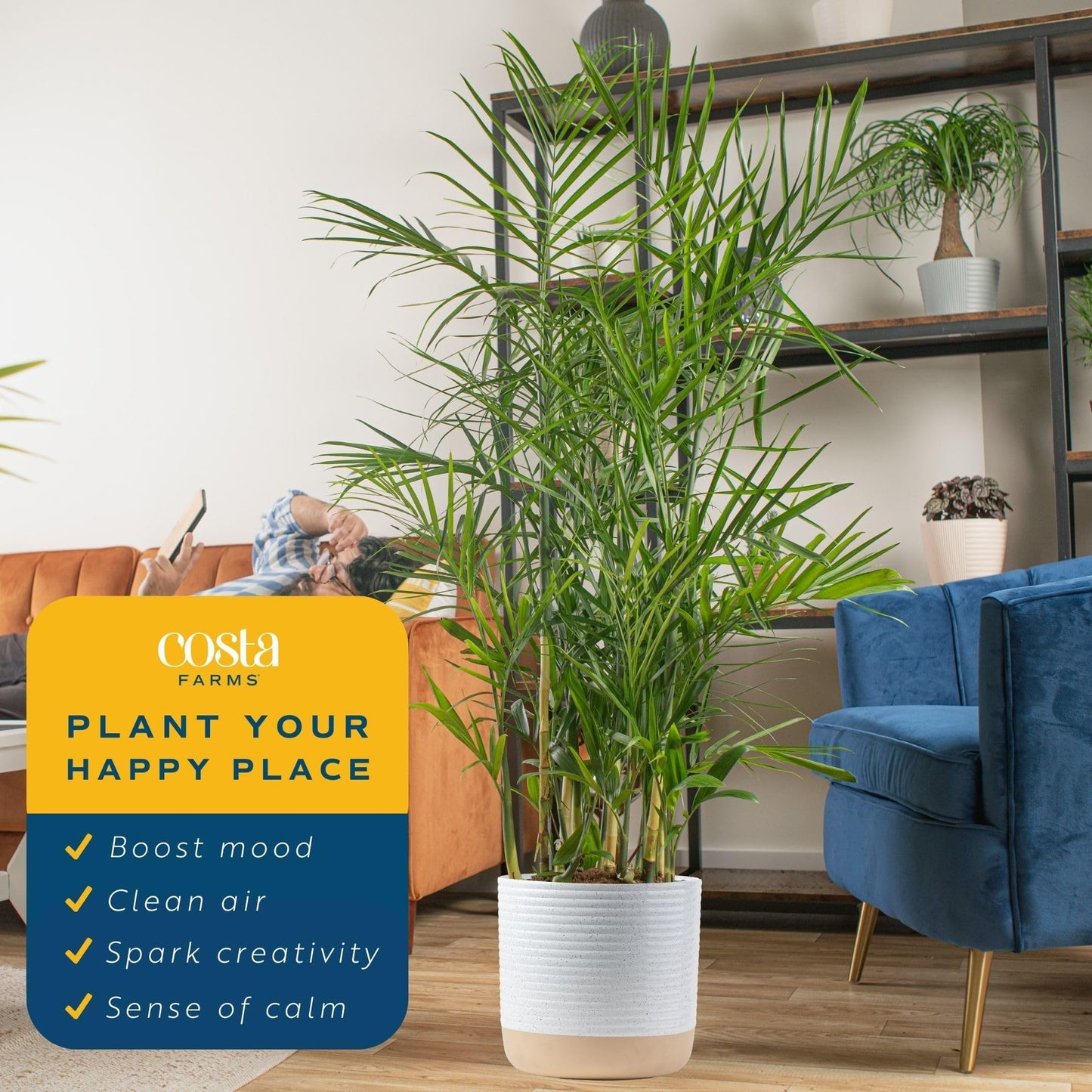 Costa Farms Cat Palm, Live Indoor Houseplant in Garden Plant Pot, Floor House Plant Potted in Potting Soil, Housewarming Gift for New Home, Living Room, Office, Patio Palm Tree Decor, 3-4 Feet Tall