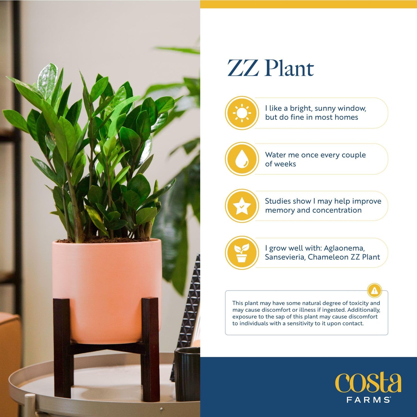 Costa Farms ZZ Plant, Live Indoor Houseplant in Modern Decor Planter, Natural Air Purifier in Potting Soil, Gift for Plant Lovers, Birthday Gift, Tabletop Living Room Decor, Desk Decor, 22-Inches Tall