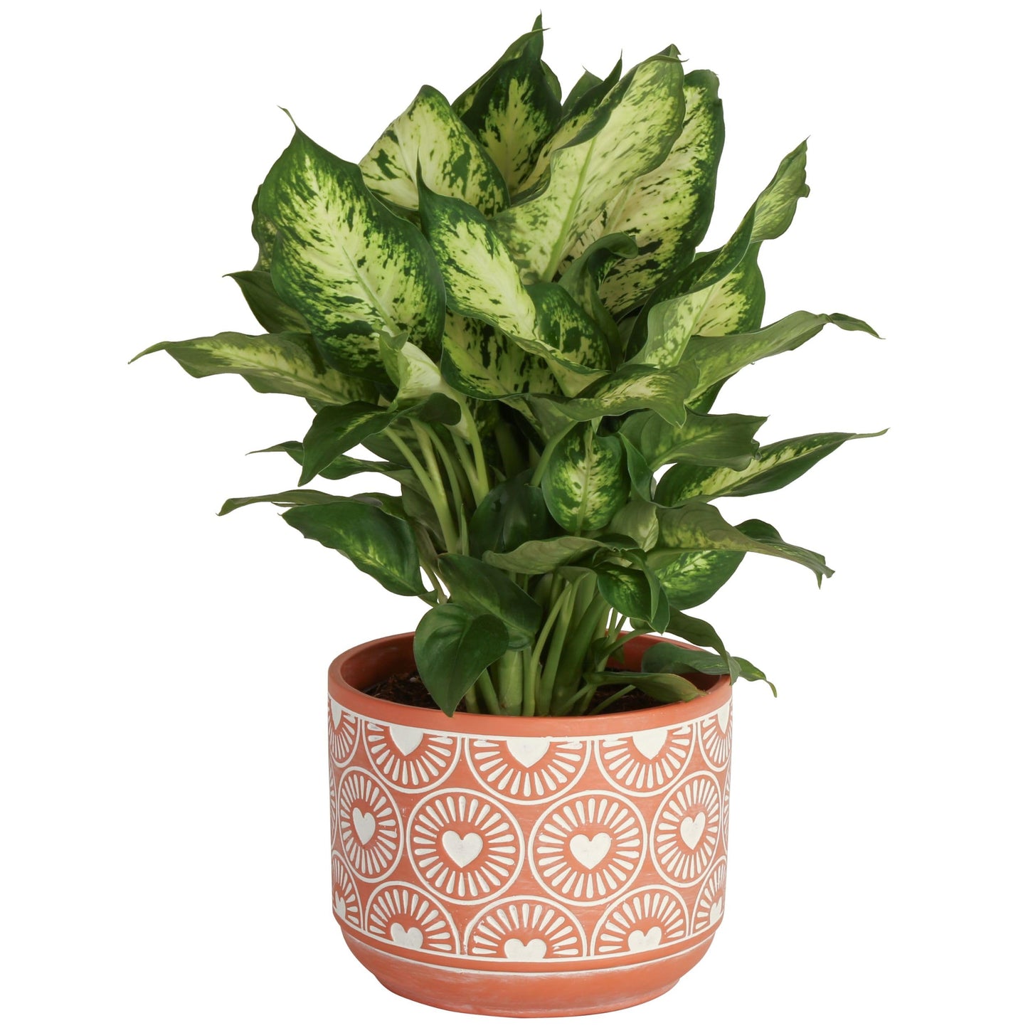 Costa Farms Dieffenbachia Live Plant Indoor, Easy Grow Light and Watering Houseplant, Potted in Indoors Garden Decor Plant Pot, Soil, Grower's Choice, Home and Office Plants Decor, 1 Foot Tall