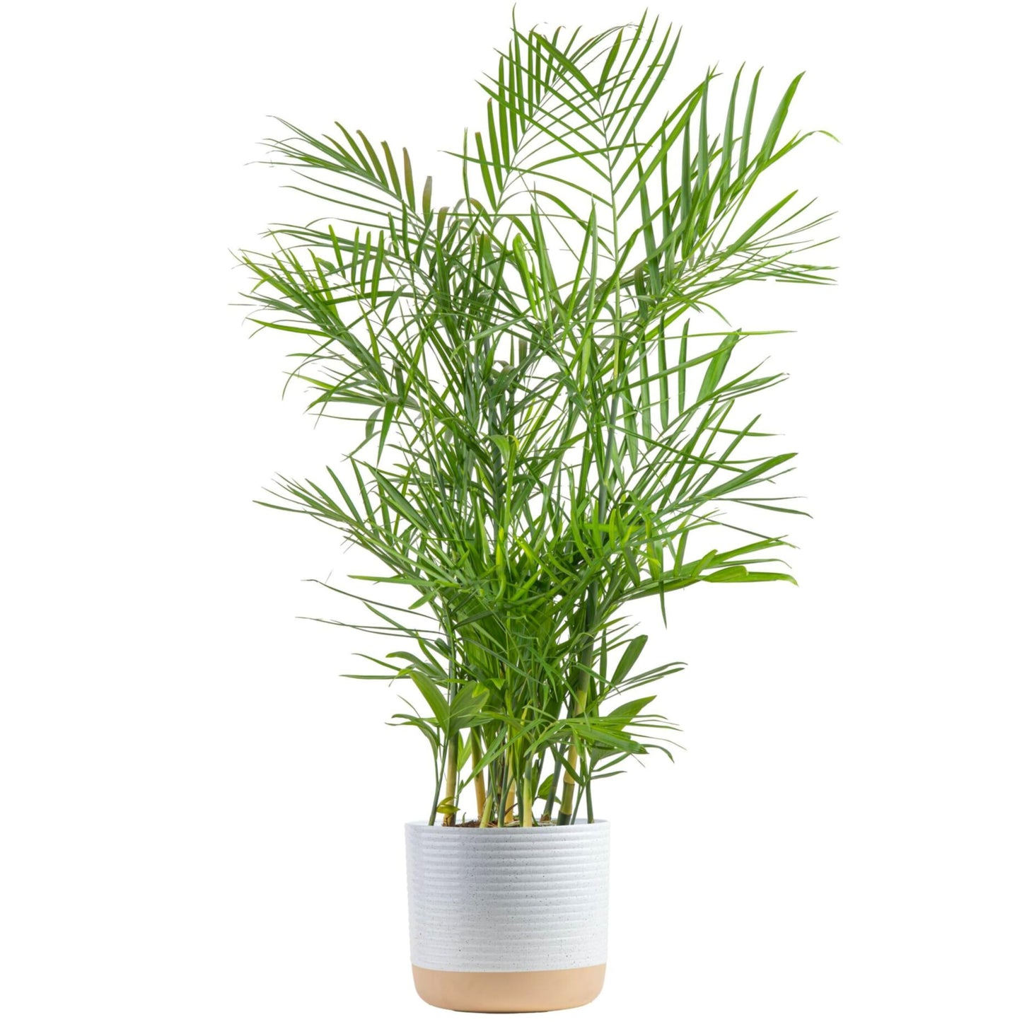 Costa Farms Cat Palm, Live Indoor Houseplant in Garden Plant Pot, Floor House Plant Potted in Potting Soil, Housewarming Gift for New Home, Living Room, Office, Patio Palm Tree Decor, 3-4 Feet Tall
