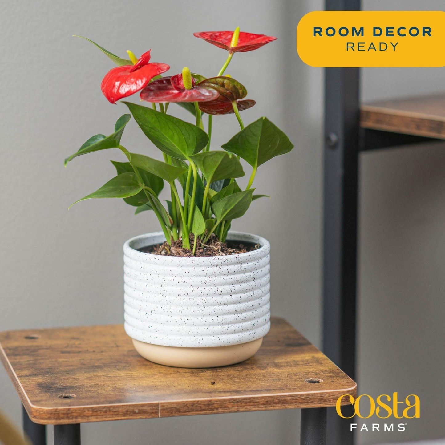 Costa Farms Anthurium Plant, Live Indoor Houseplant with Red Flowers, Easy Grow Flowering House Plant in Cute Décor Pot, Birthday, Housewarming, Get Well Soon, Home, Room, Office Décor, 12-Inches Tall