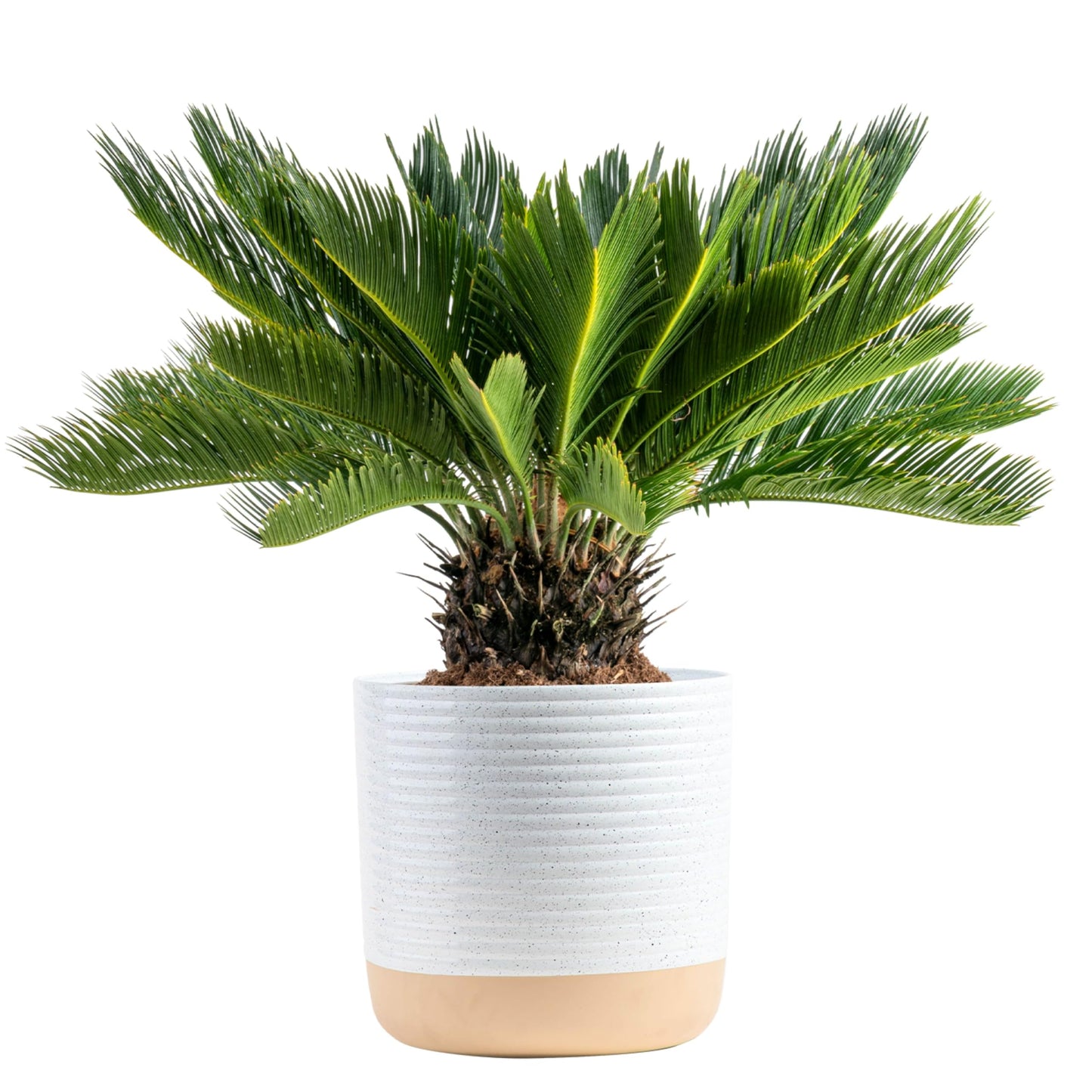 Costa Farms Cat Palm, Live Indoor Houseplant in Garden Plant Pot, Floor House Plant Potted in Potting Soil, Housewarming Gift for New Home, Living Room, Office, Patio Palm Tree Decor, 3-4 Feet Tall