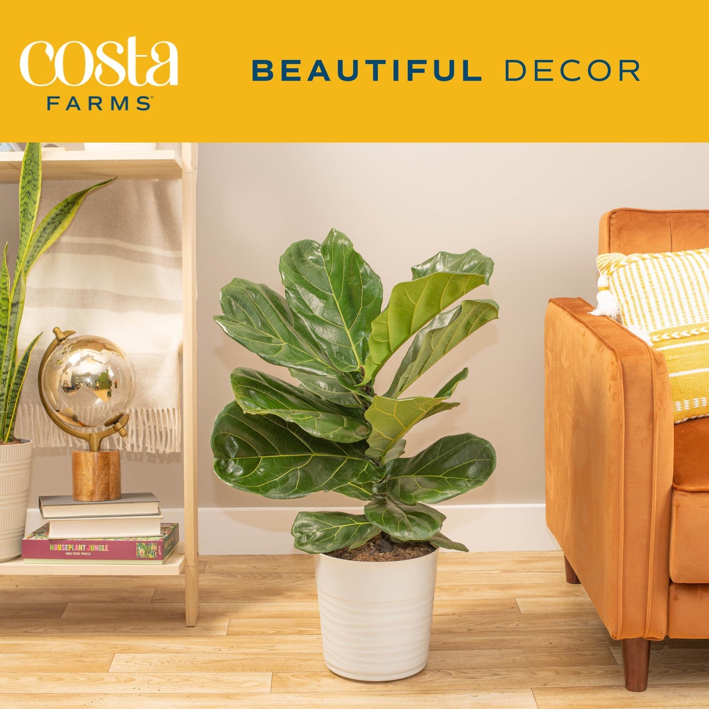 Costa Farms Little Fiddle Leaf Fig, Live Indoor Ficus Lyrata Plant in Indoors Garden Plant Pot, Houseplant in Potting Soil, Housewarming, Birthday Gift, Office, Home, and Room Decor, 1 Foot Tall