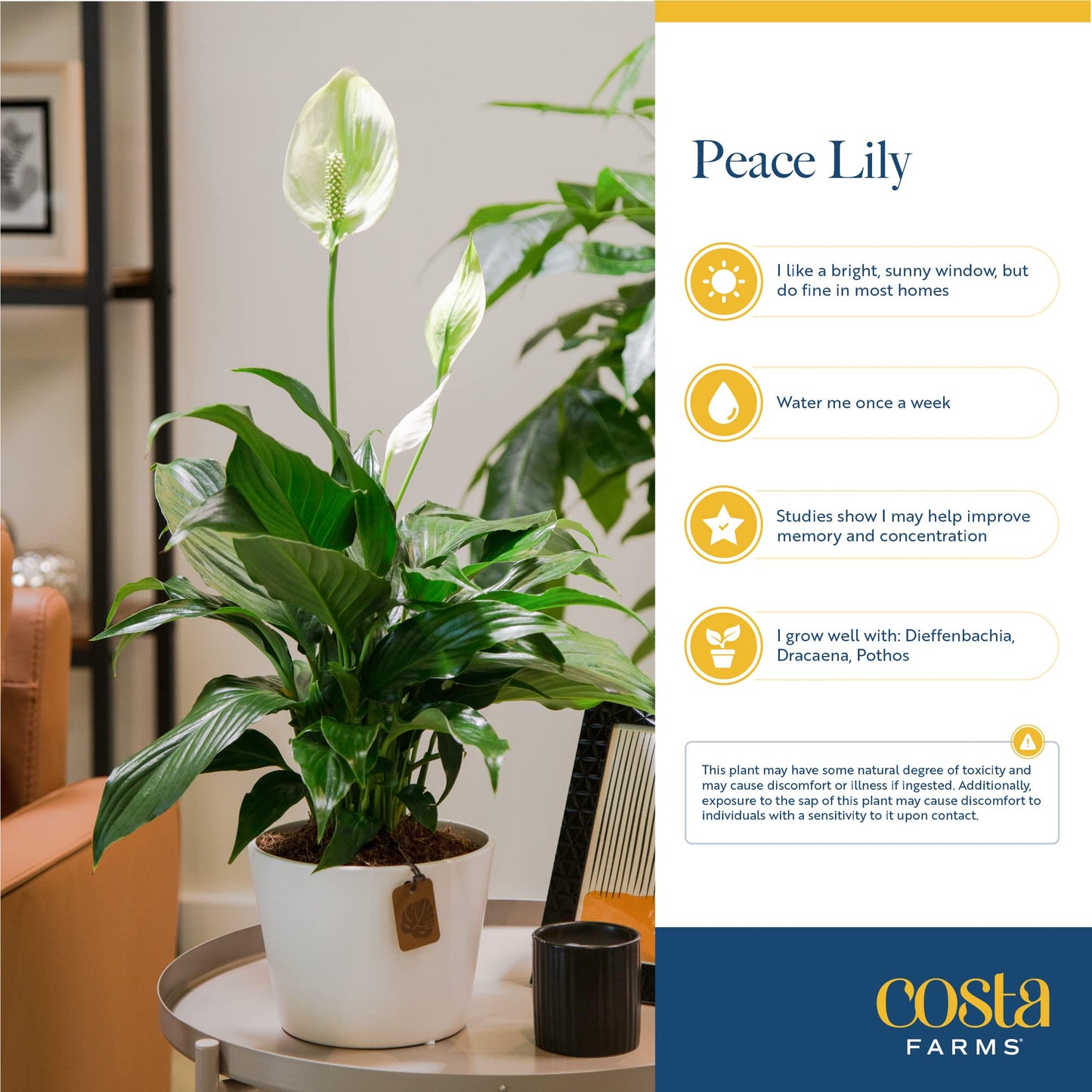 Costa Farms Premium Live Indoor Peace Lily Spathiphyllum, Marble Ceramic Decorator Pot 15-Inches Tall, Shipped Fresh from Our Farm