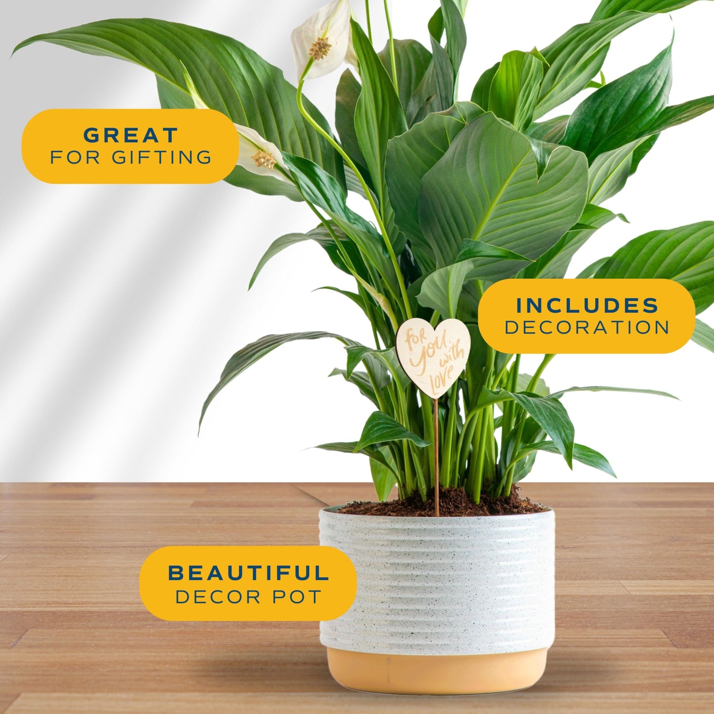 Costa Farms Premium Live Indoor Peace Lily Spathiphyllum, Marble Ceramic Decorator Pot 15-Inches Tall, Shipped Fresh from Our Farm