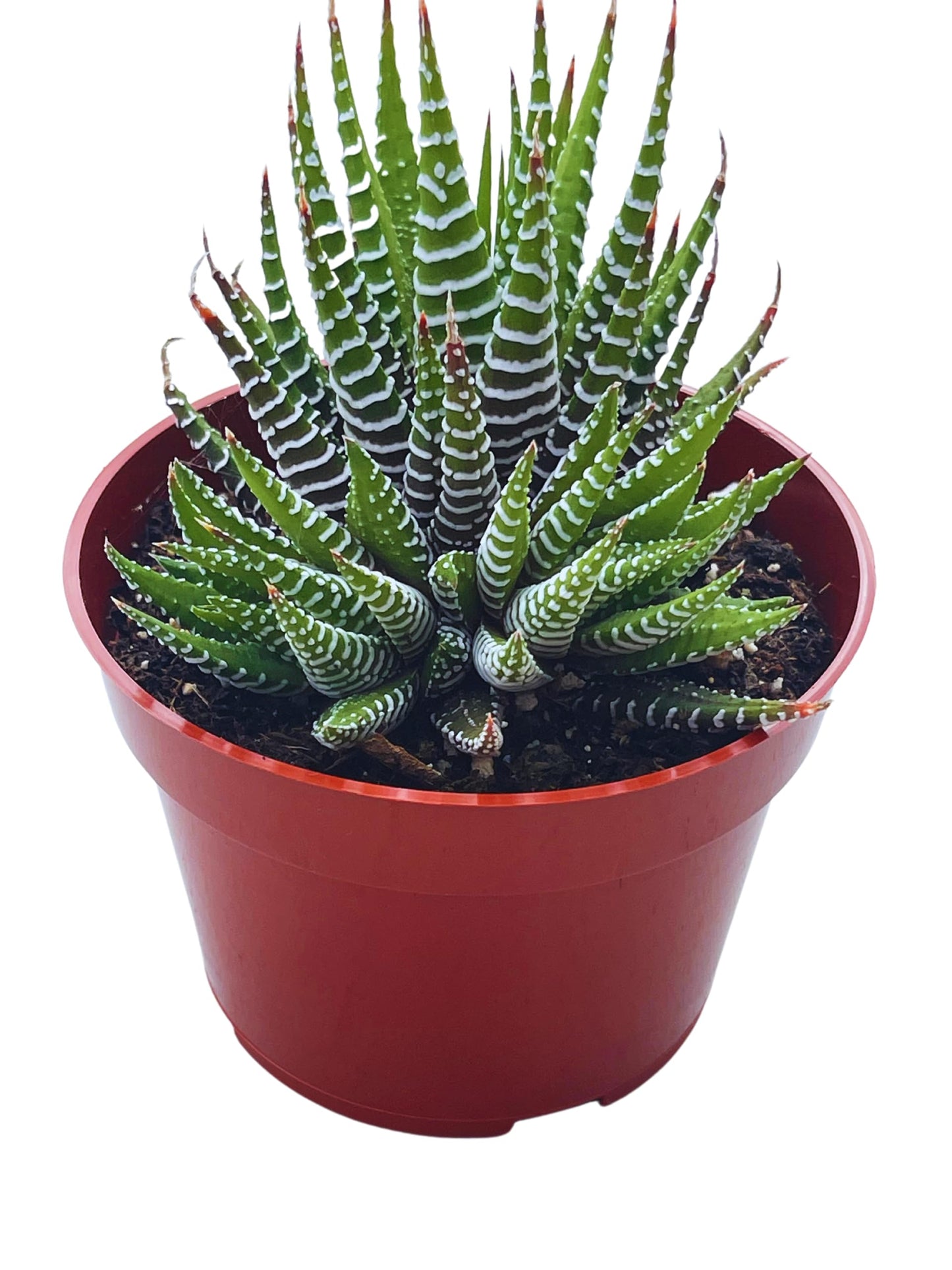 Live Succulent 4" Othonna Capensis Ruby Necklace, Succulents Plants Live, Succulent Plants Fully Rooted