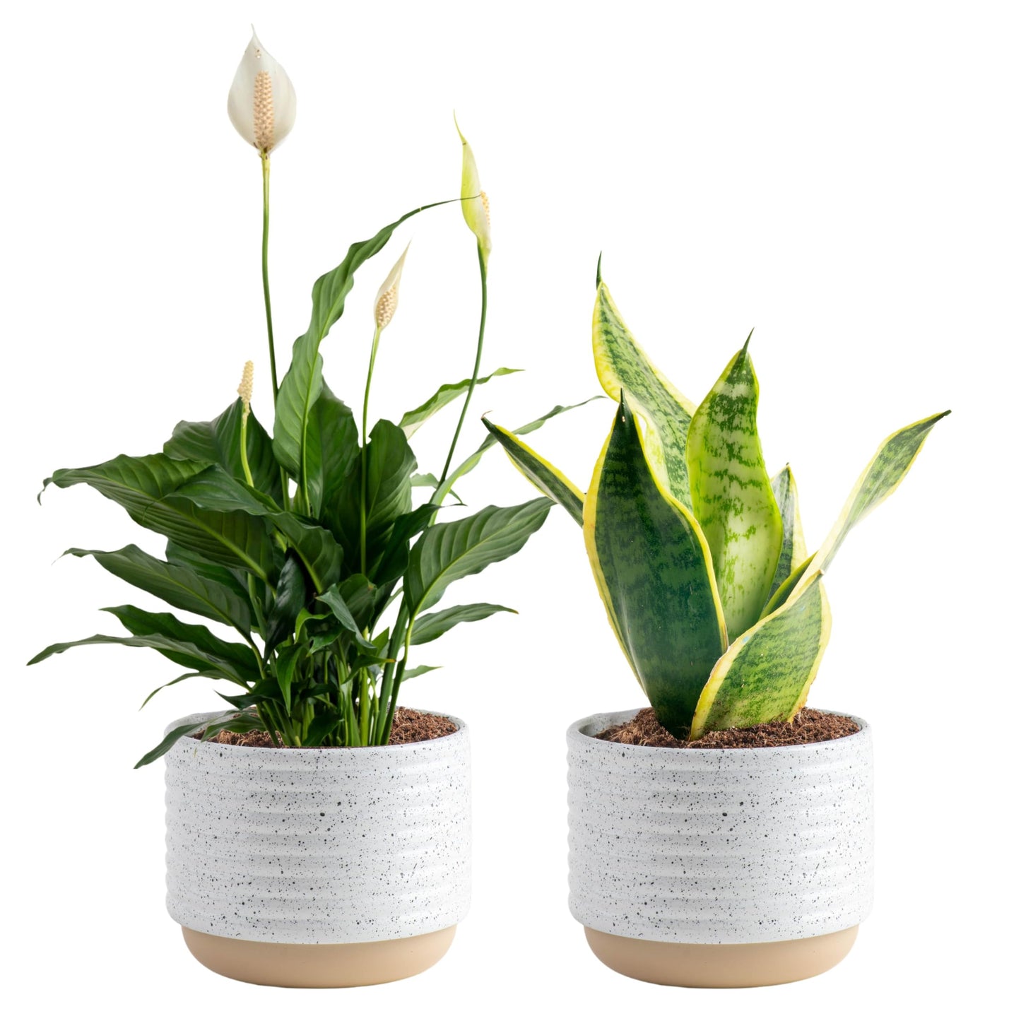 Costa Farms Live Plants (3 Pack), Easy to Grow Real Indoor Houseplants, Air Purifying Plants