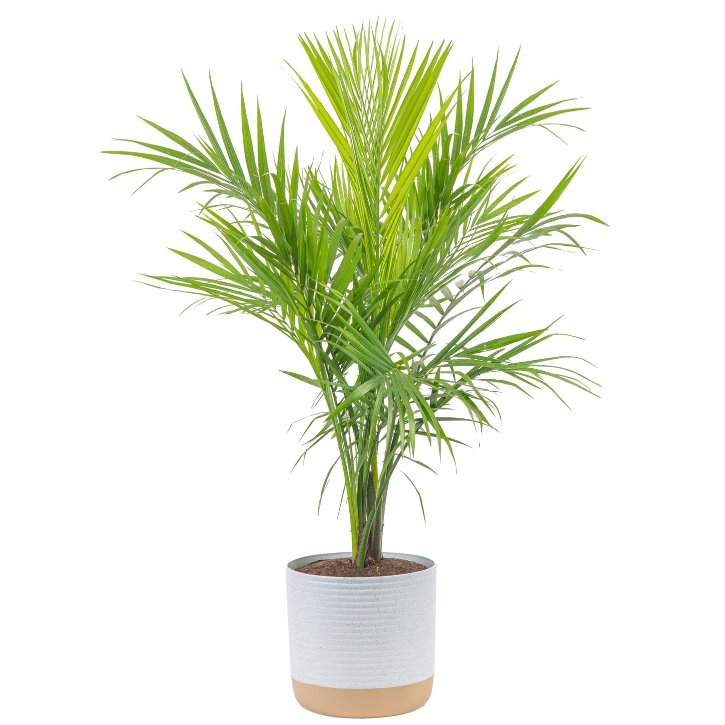 Costa Farms Cat Palm, Live Indoor Houseplant in Garden Plant Pot, Floor House Plant Potted in Potting Soil, Housewarming Gift for New Home, Living Room, Office, Patio Palm Tree Decor, 3-4 Feet Tall