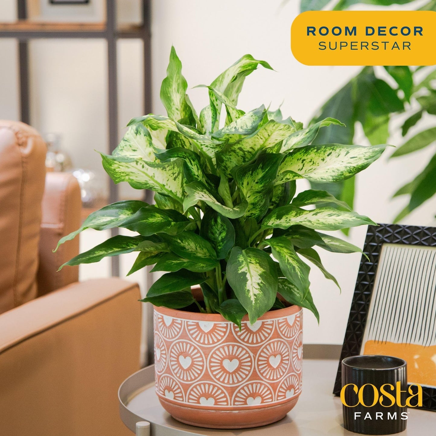 Costa Farms Dieffenbachia Live Plant Indoor, Easy Grow Light and Watering Houseplant, Potted in Indoors Garden Decor Plant Pot, Soil, Grower's Choice, Home and Office Plants Decor, 1 Foot Tall